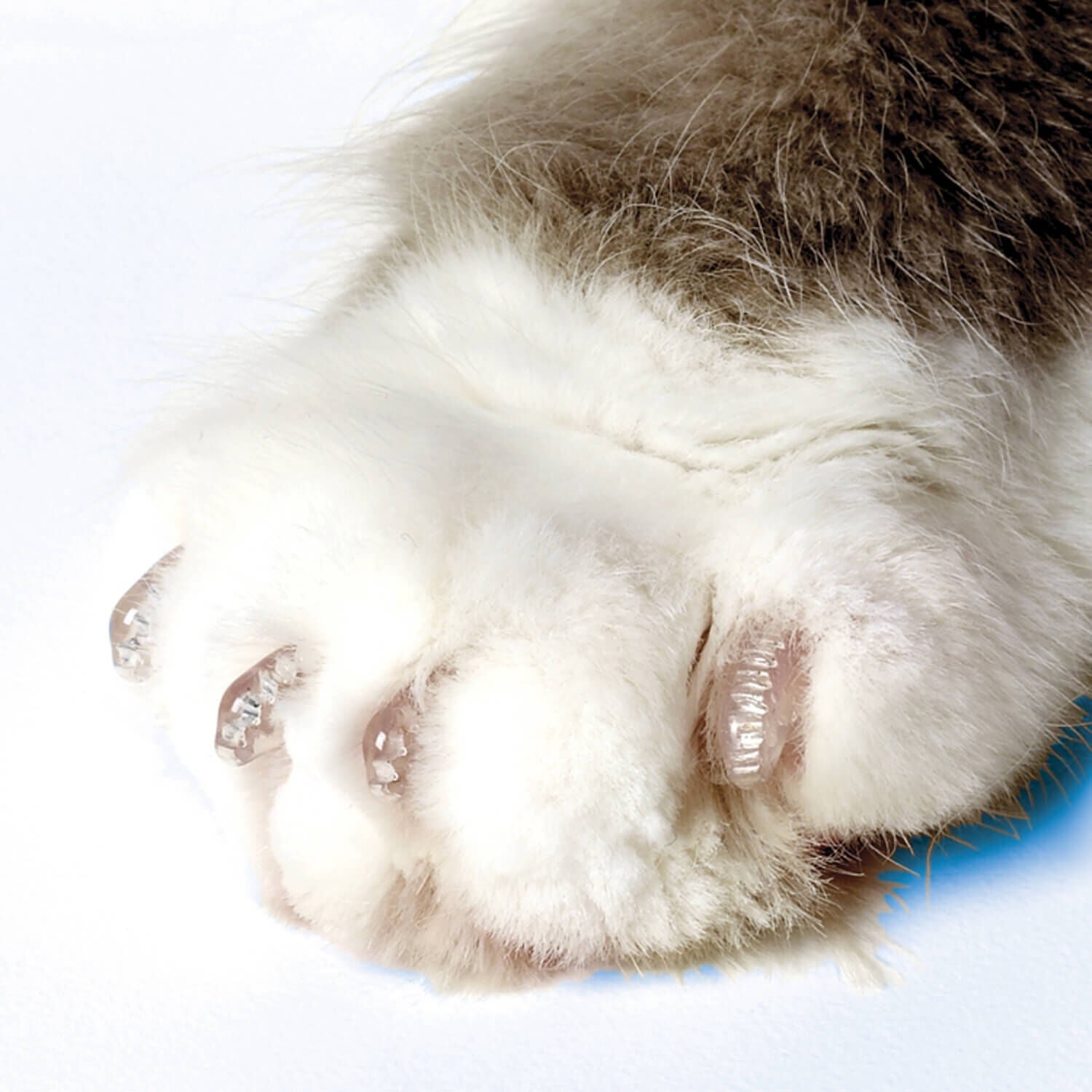 Soft Claws Nail Caps for Cats Clear Medium