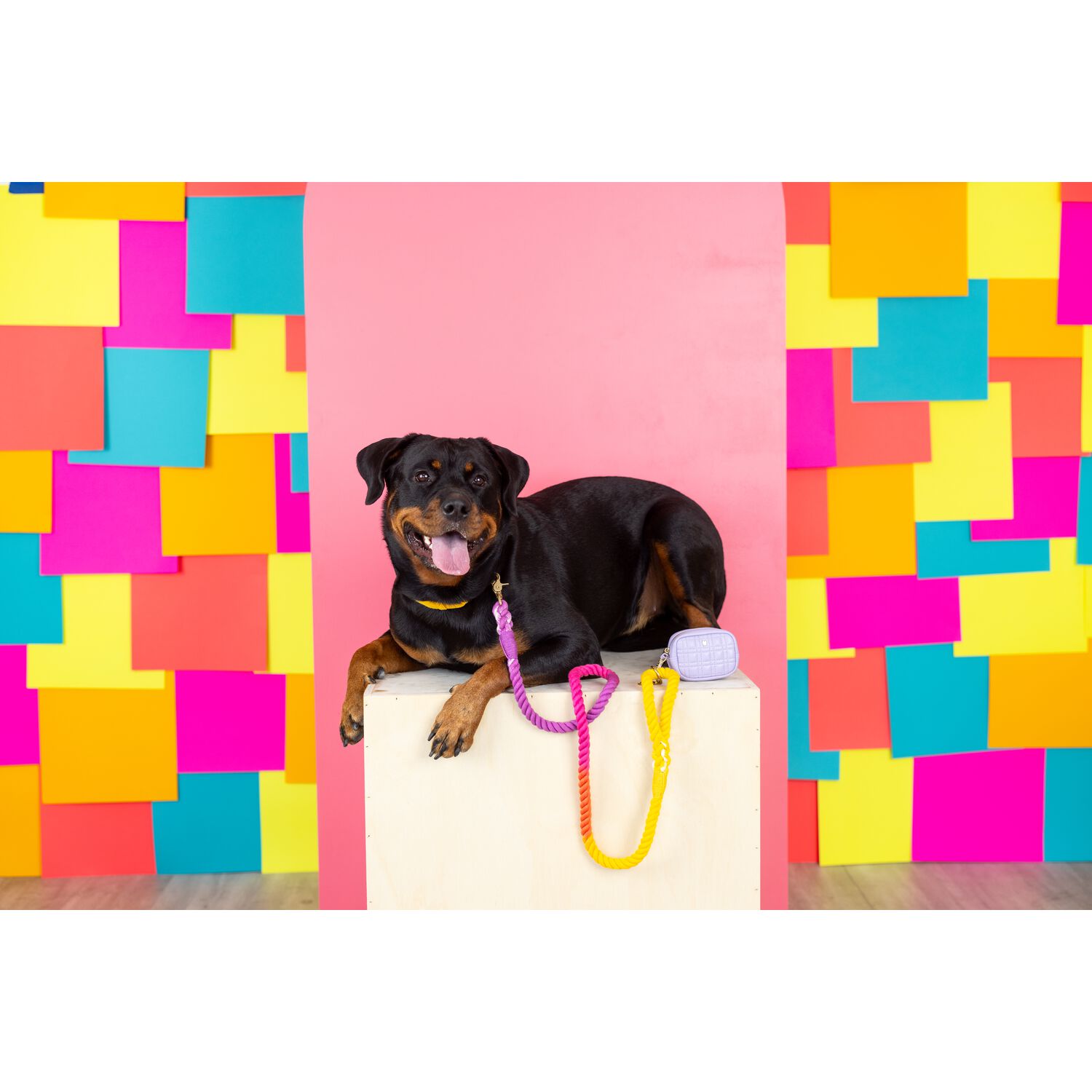 Pink Papyrus Roxy Rope Dog Leash, 6 Feet Long, Pastel Colors
