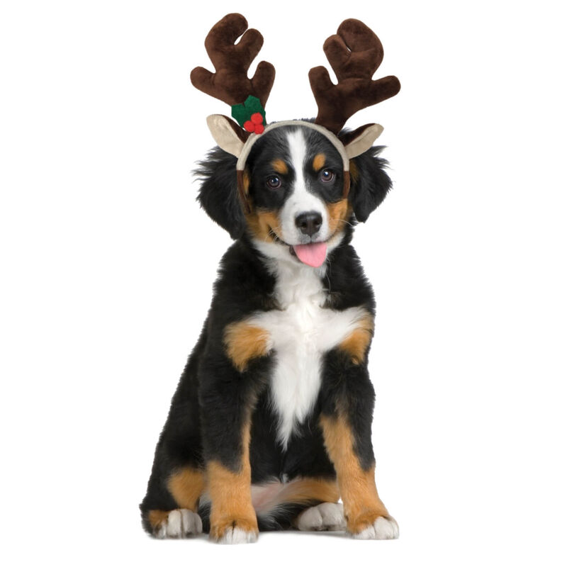 Holiday Antler Headband For Dogs image number 2