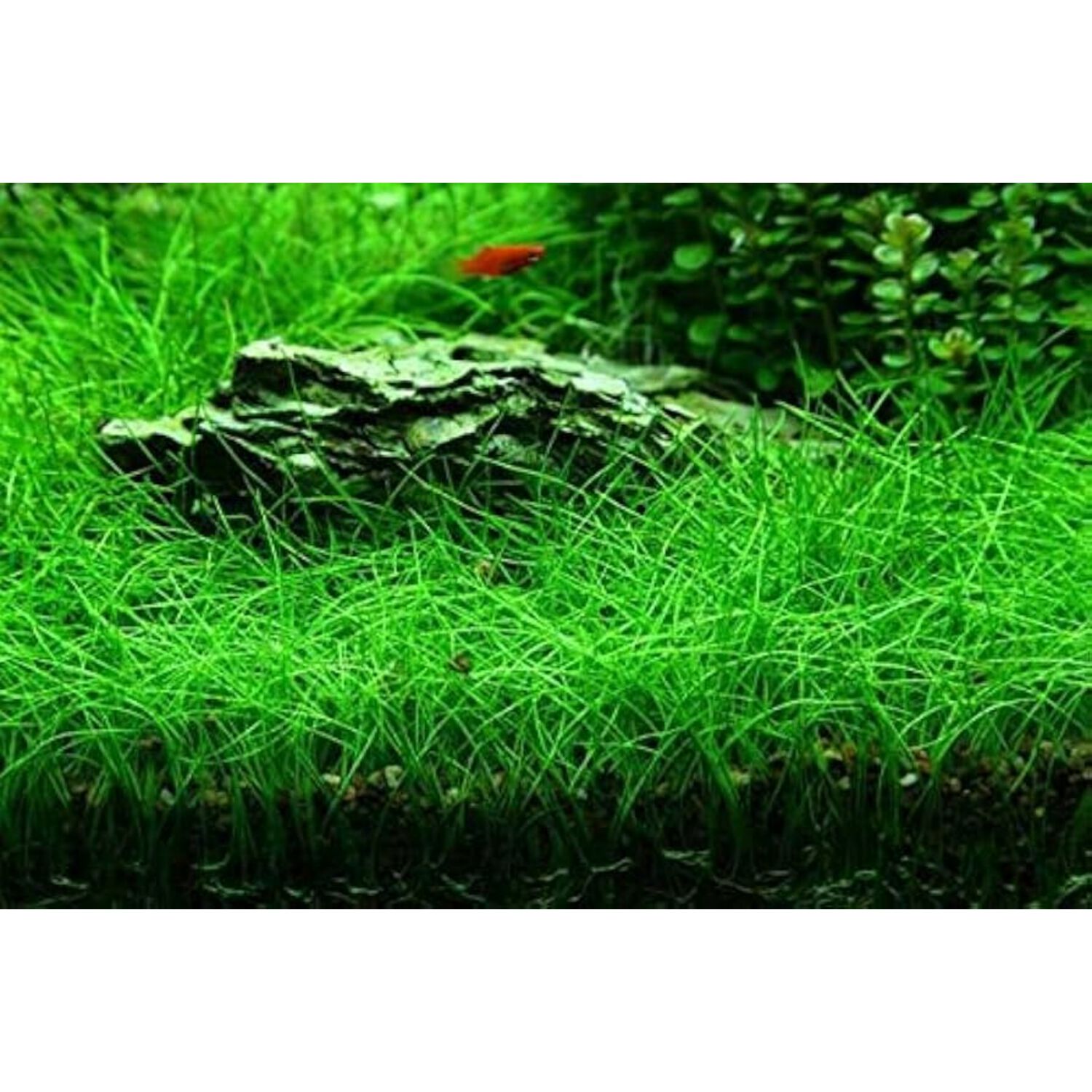 Hairgrass, Dwarf