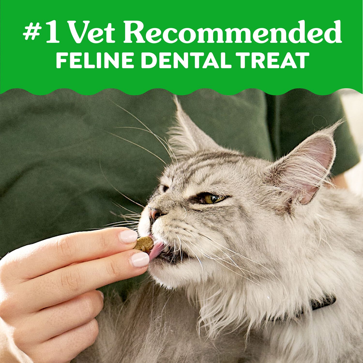 Greenies Feline Natural Crunchy Adult Cat Dental Treats, Savory Salmon, 9.75-Oz Bag