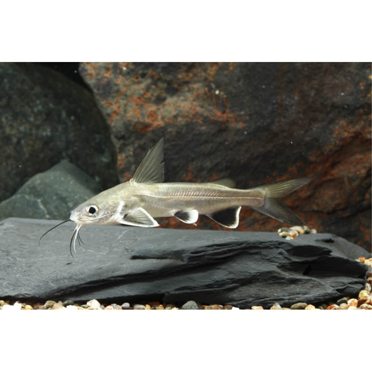 Blackfin Shark Sa Regular