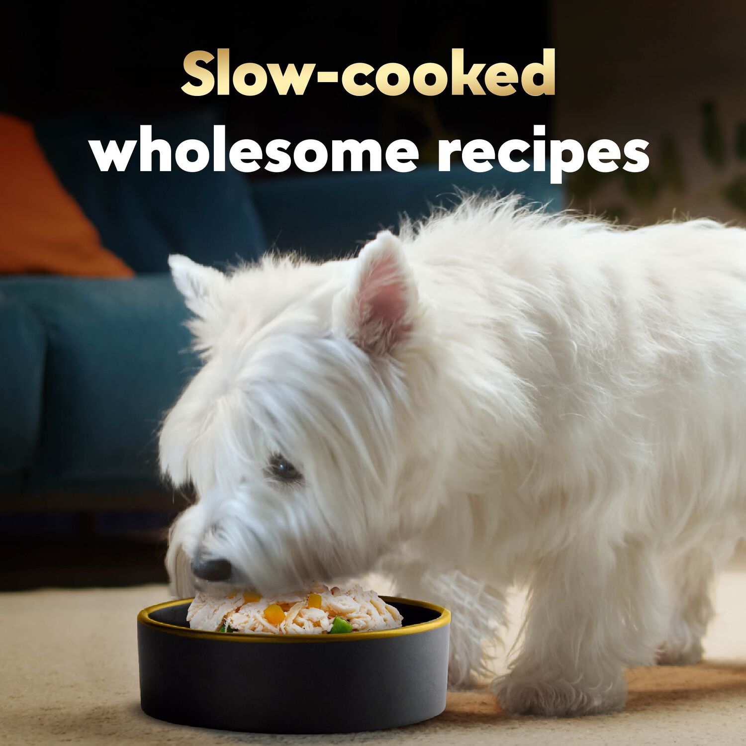 Cesar Wholesome Bowls Wet Dog Food Chicken Recipes Variety Pack, 3Oz/6Ct