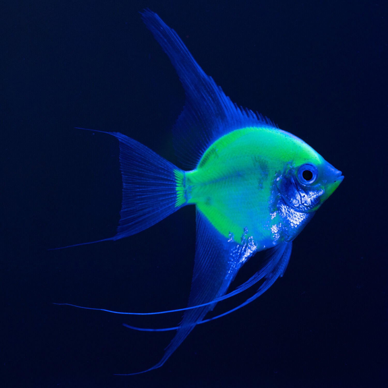 Glofish Electric Green Angel Fish