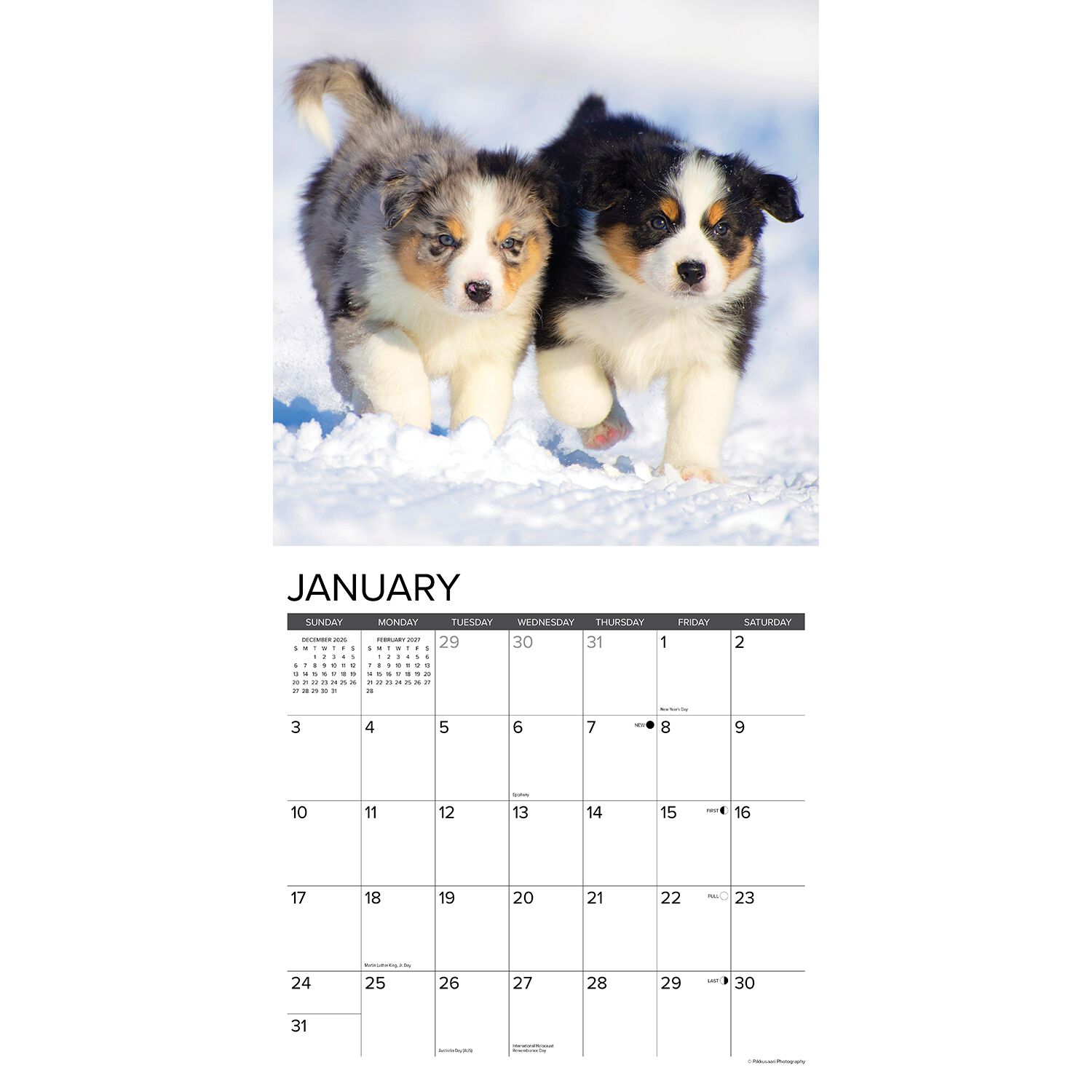 Willow Creek Press Just Australian Shepherd Puppies 2027 Wall Calendar