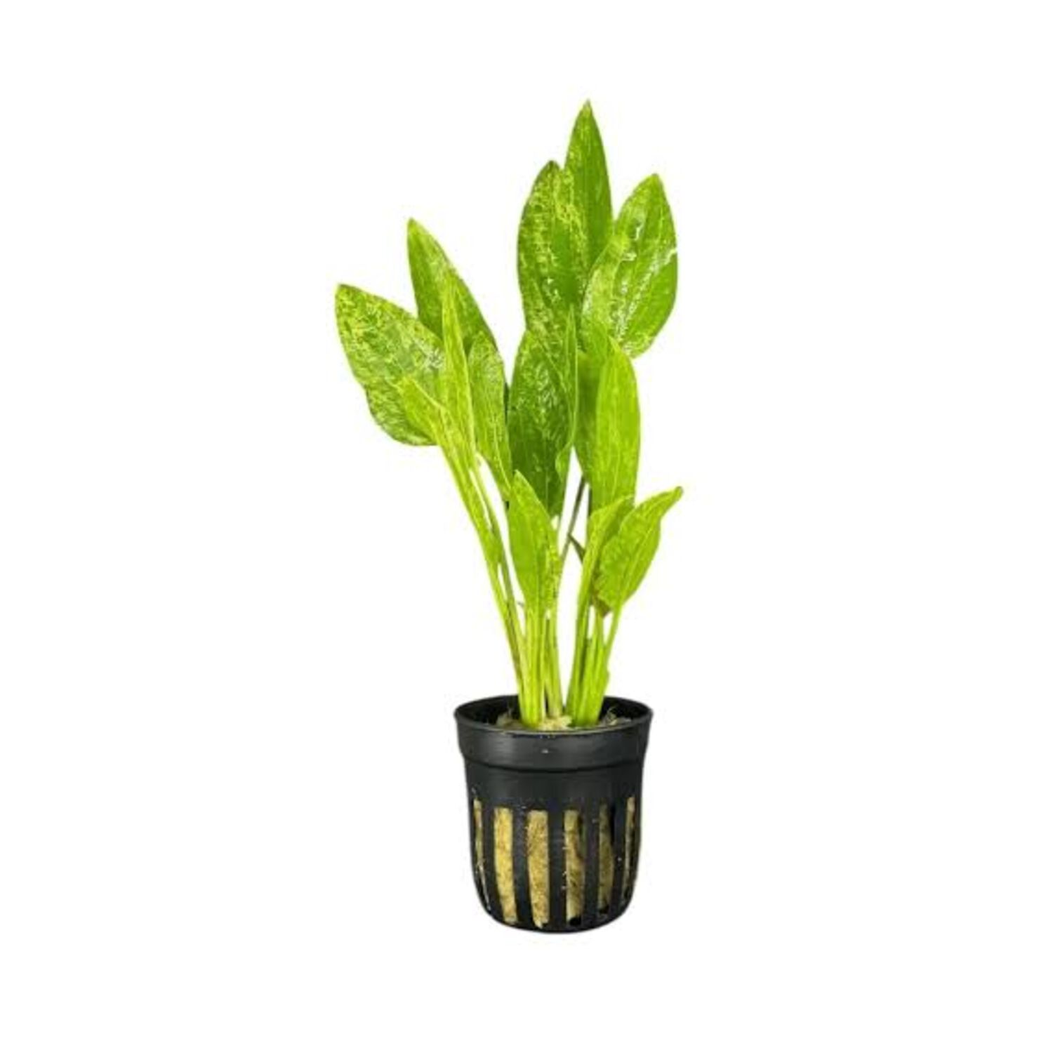 Radican, Marble Q Potted