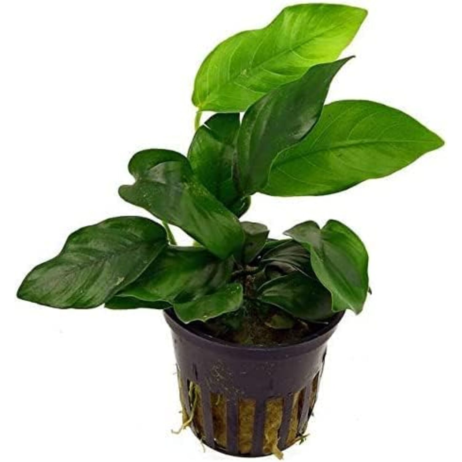 Amazon Potted Live Plant