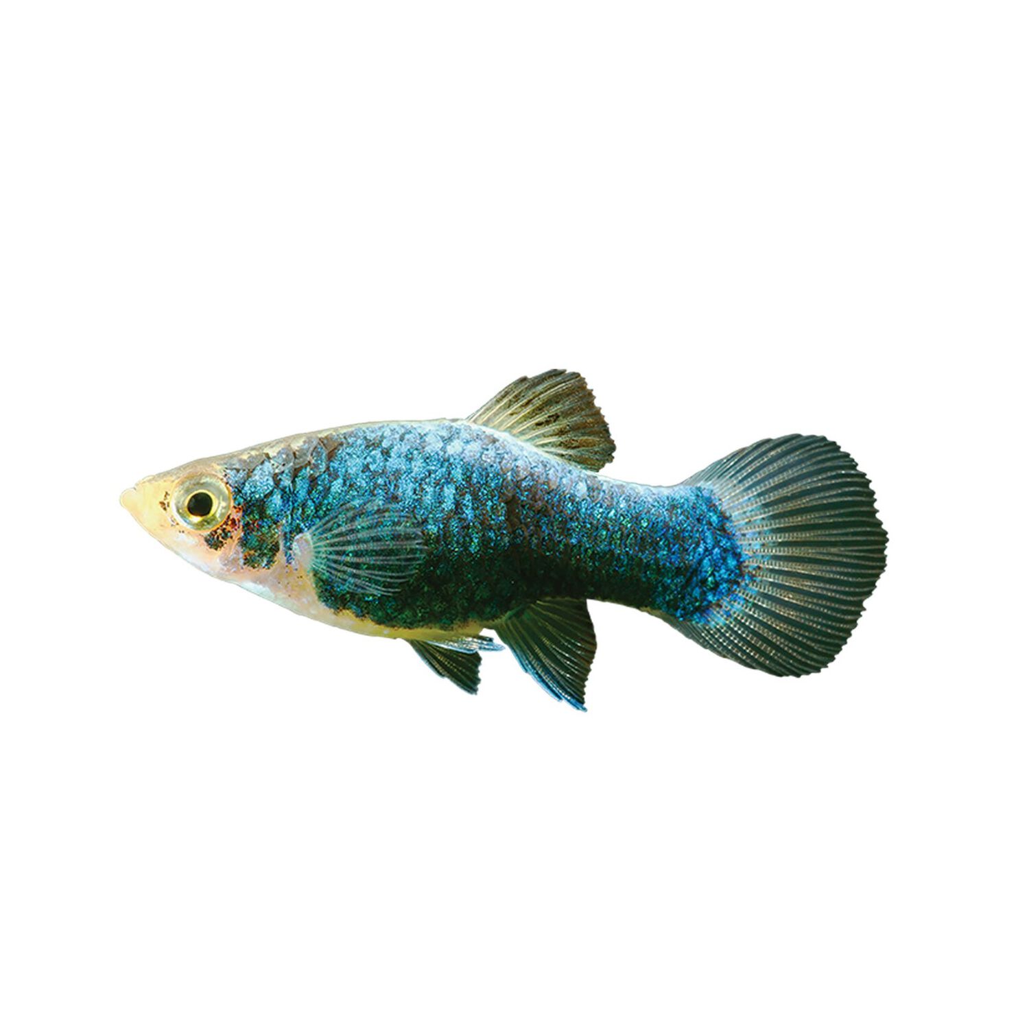 Green Lantern Platy Medium