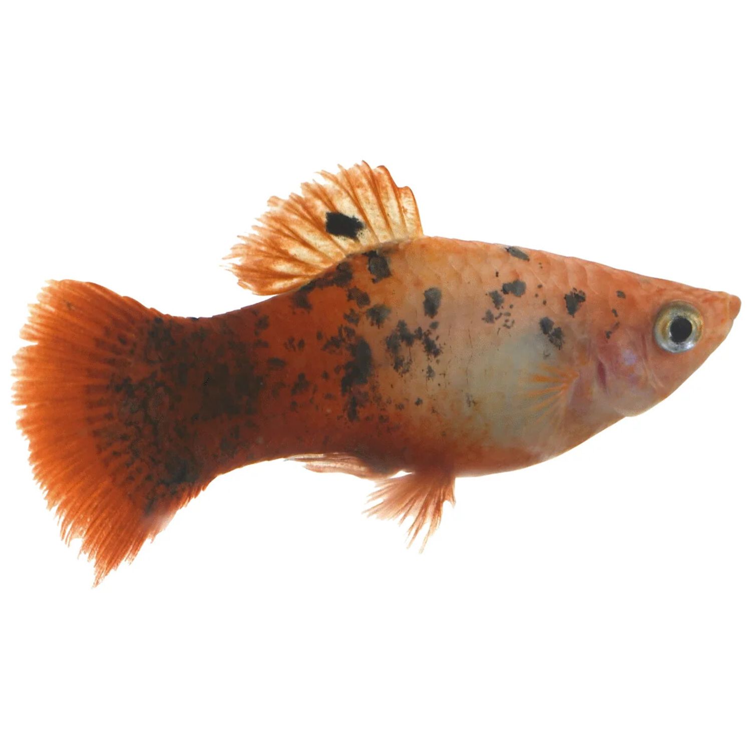 Redtail Dalmatian Platy