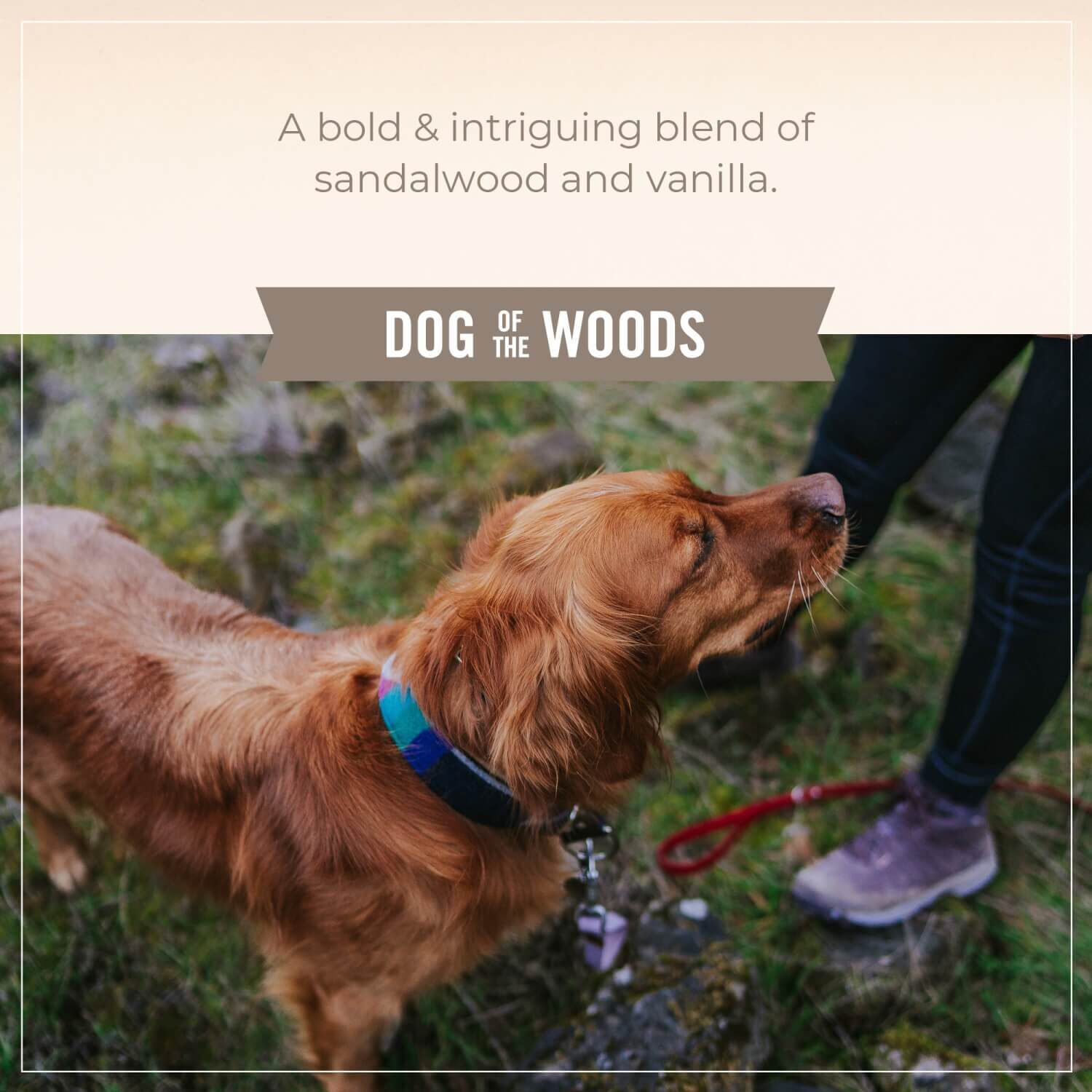 Skout's Honor Probiotic Shampoo And Conditioner Dog Wood
