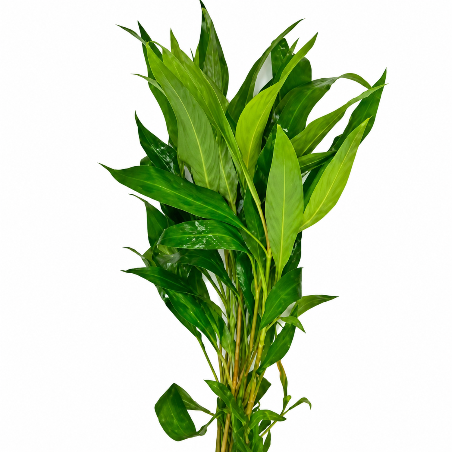 Narrow Leaf Temple Plant