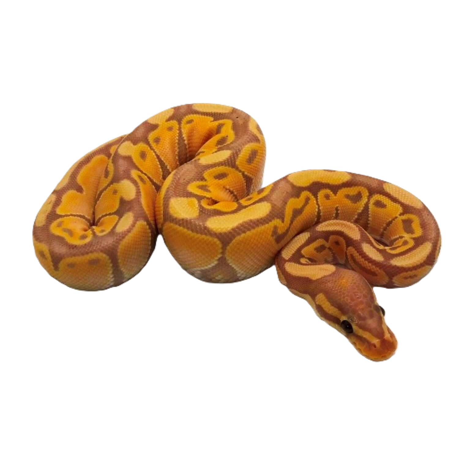 Banana Ball Python