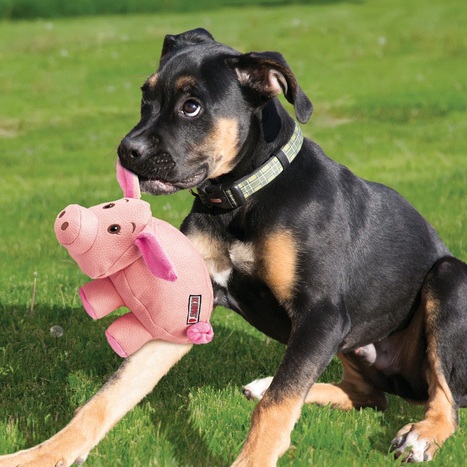 Kong Phatz Pig Plush Squeaky Dog Toy, 1 Each