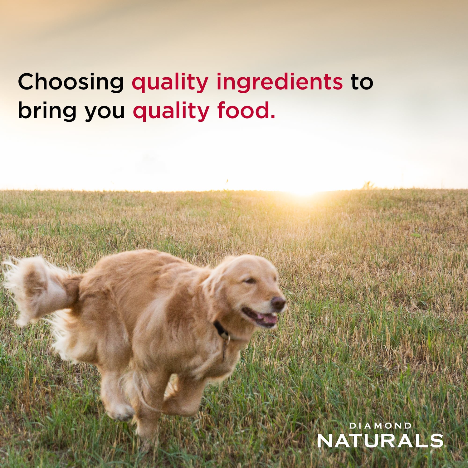Diamond Naturals Large Breed Adult Lamb & Rice Formula Dry Dog Food, 40-Lb Bag