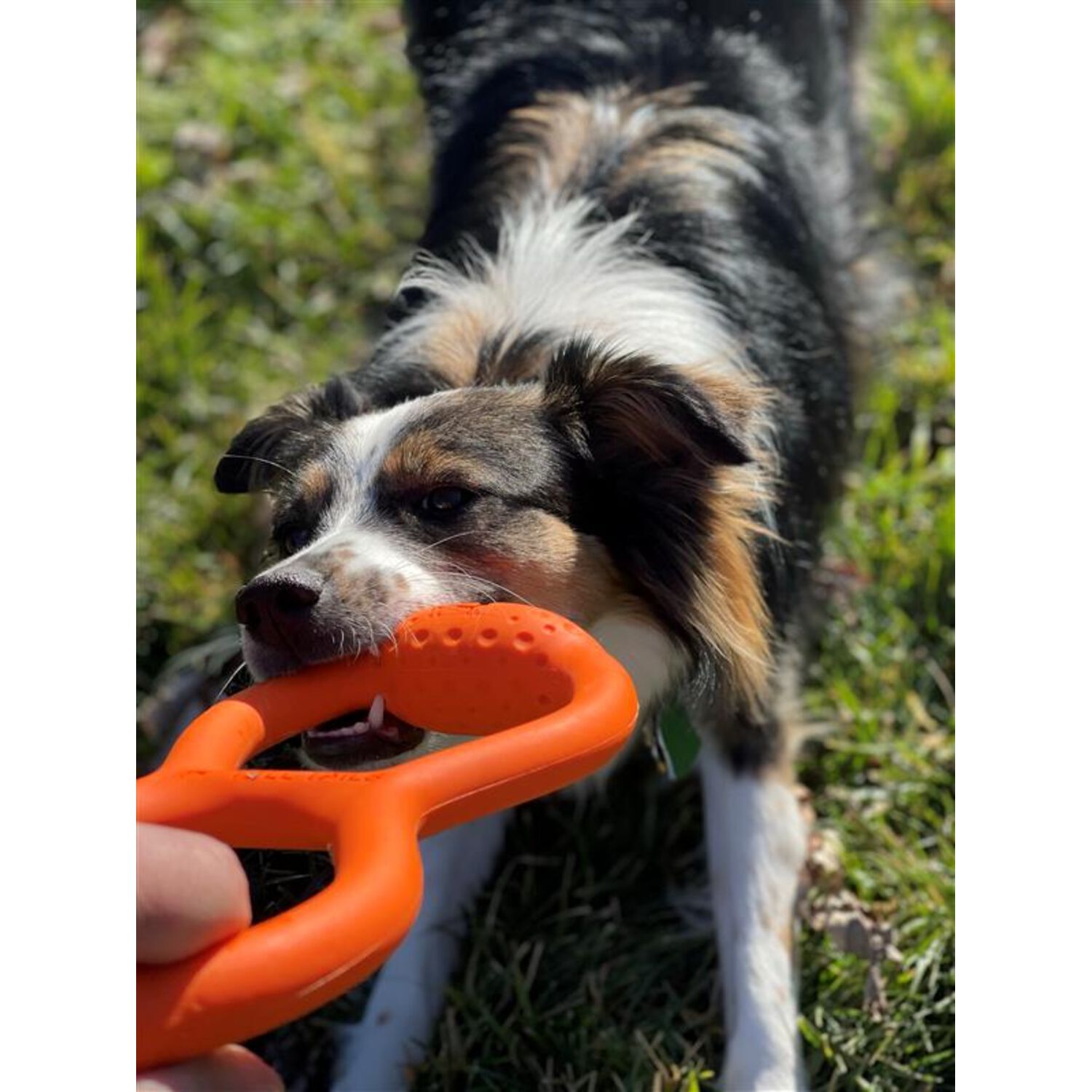 Tall Tails Goat Sport Rubber Tug Dog Toy, 11-Inch