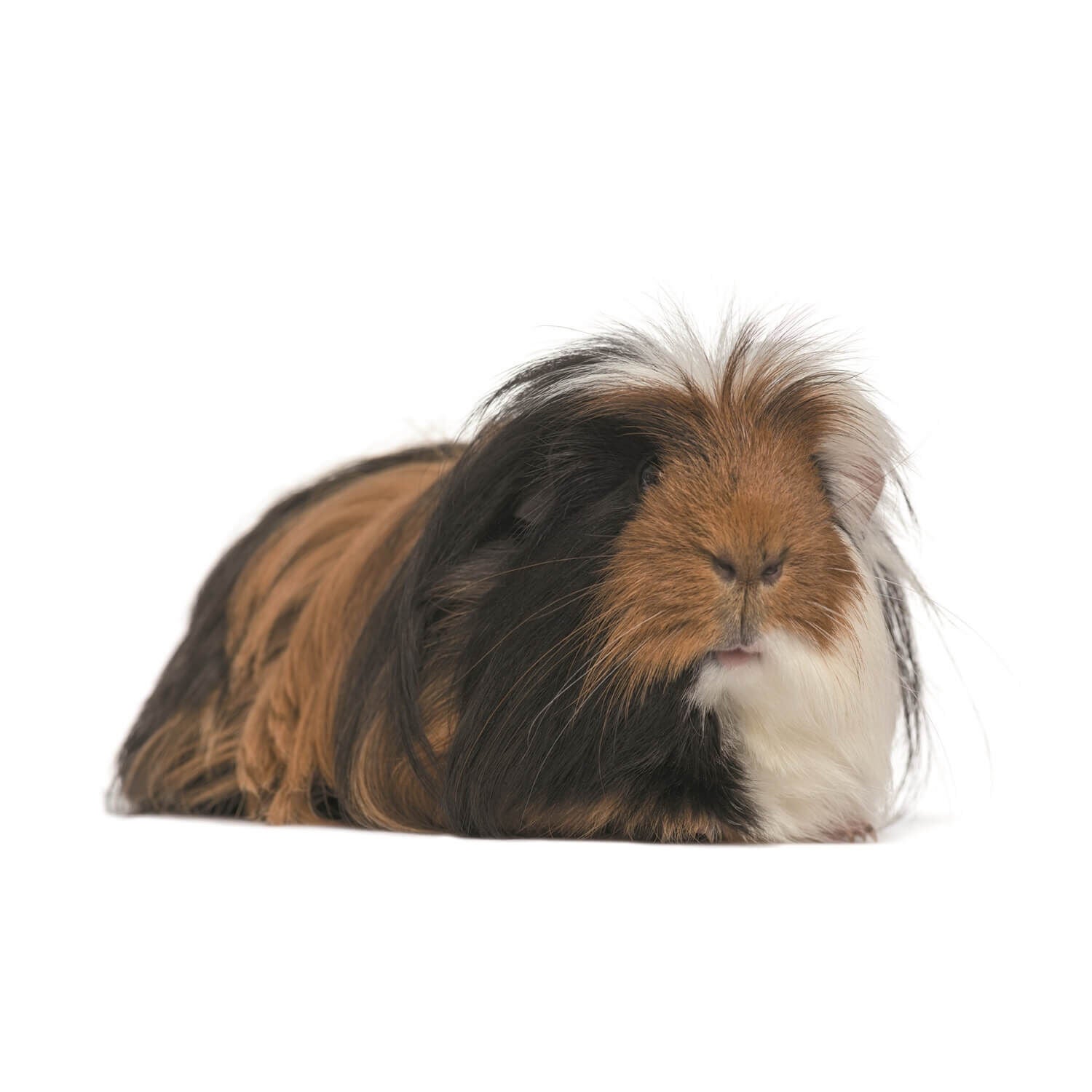 Guinea pig hairy sales