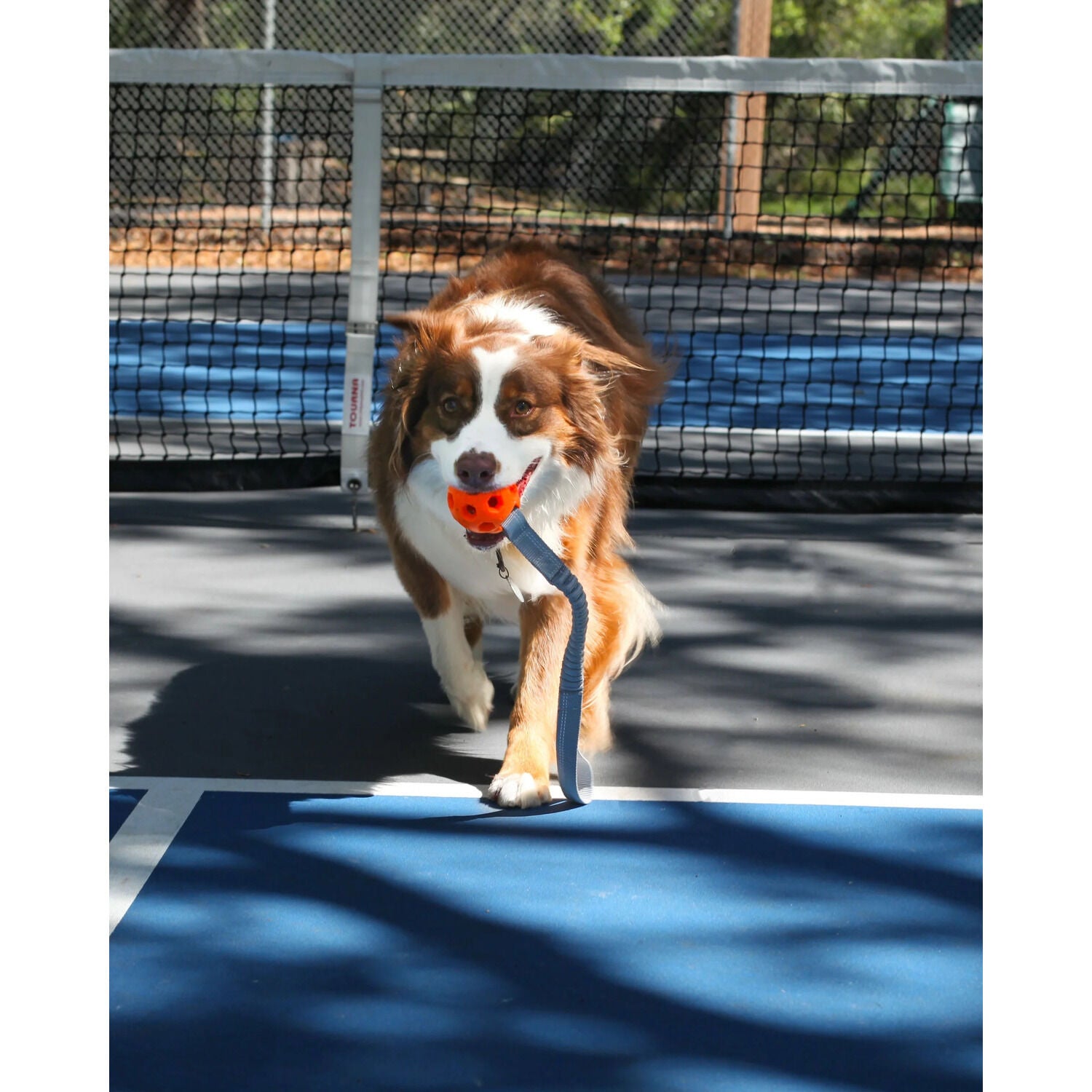 N-Gage Active Bungee Handler Dog Toy