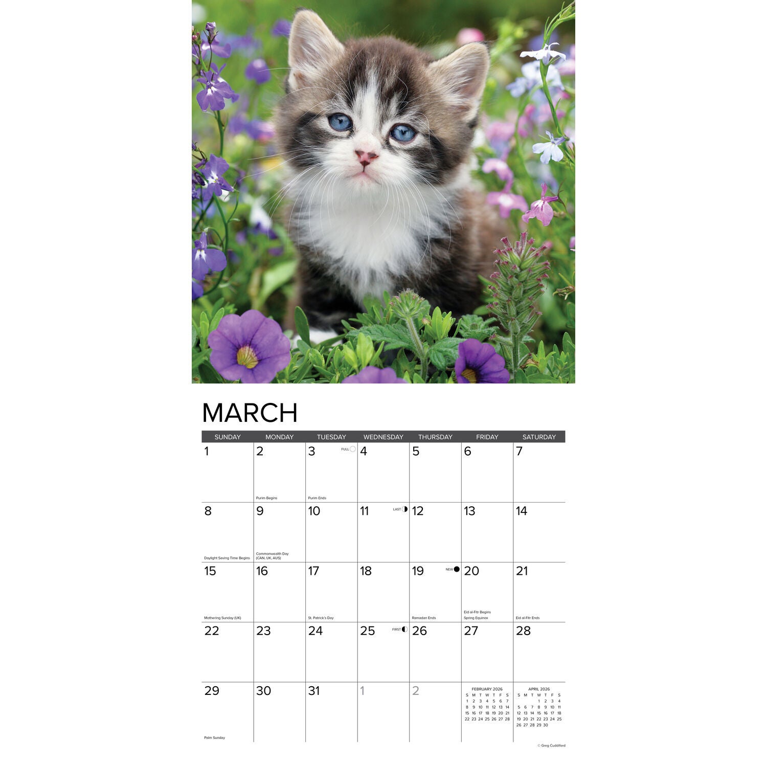 Willow Creek Press 2026 Kittens Wall Calendar