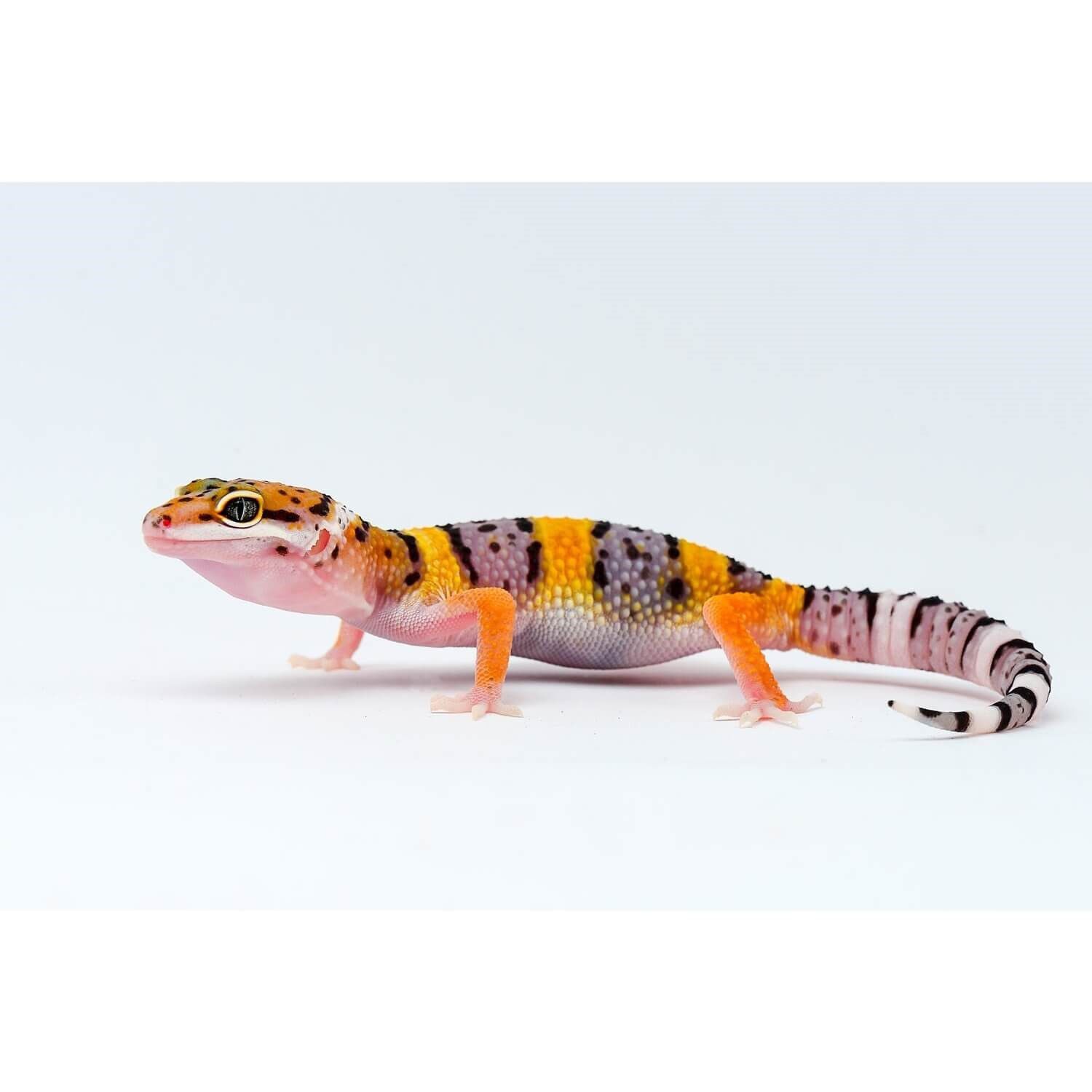 Baby Leopard Gecko