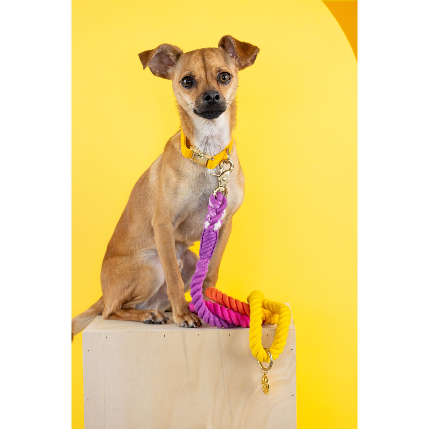 Pink Papyrus Roxy Rope Dog Leash, 6 Feet Long, Pastel Colors