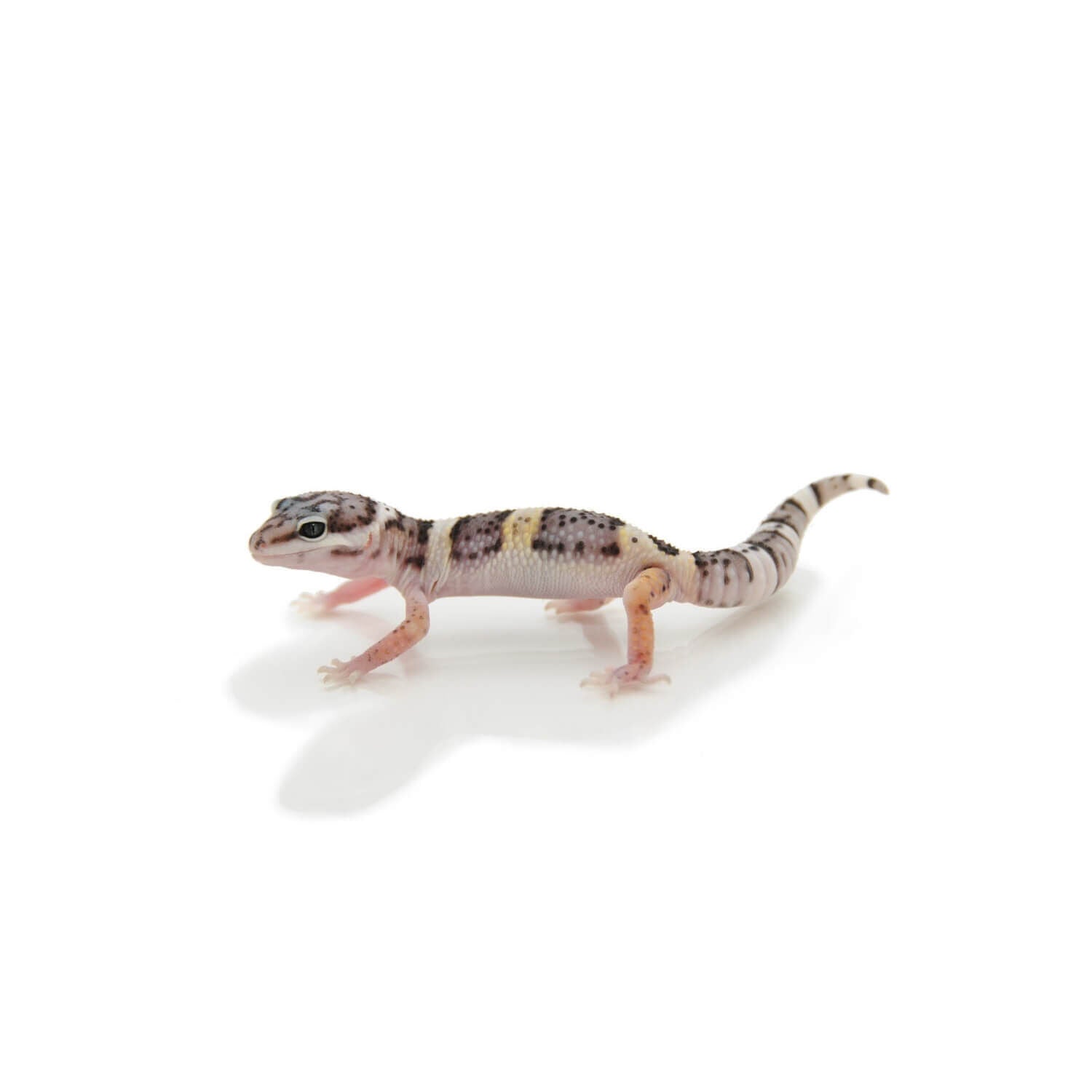 Leopard Gecko