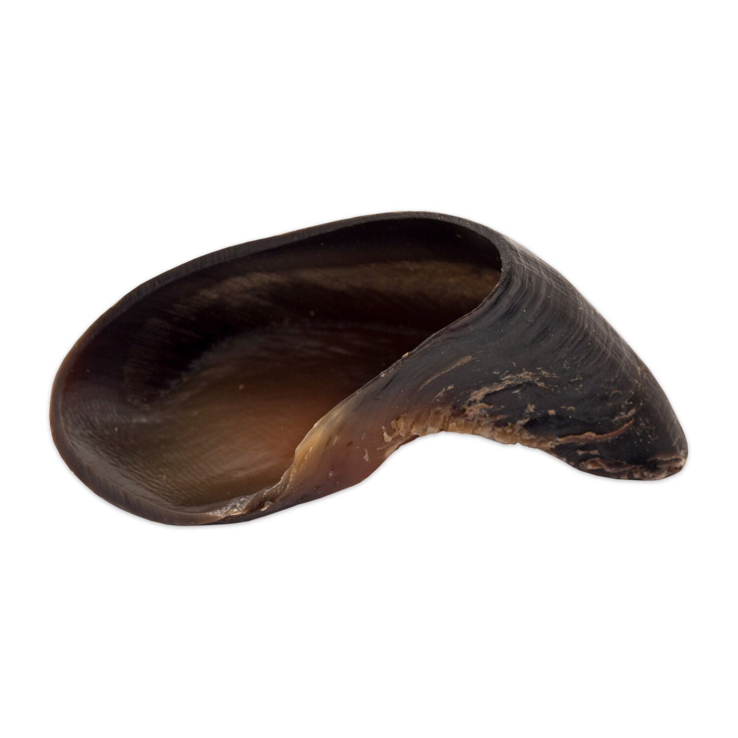 Cow Hoof Dog Treat