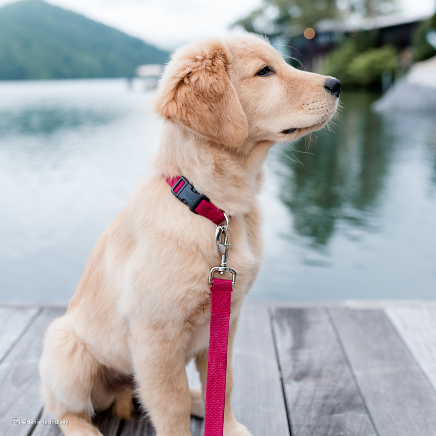 Coastal New Earth Soy Dog Leash, 1" X 6' - Rose