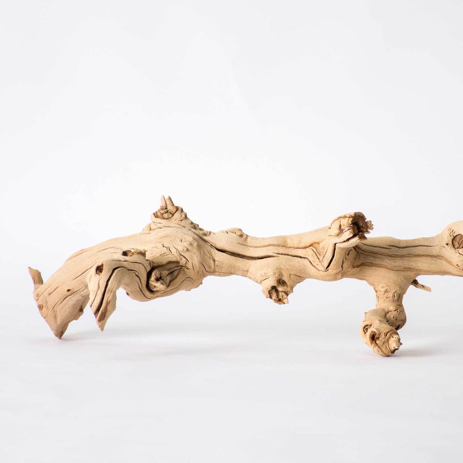 Gal&aacute;pagos Walking Wood, Grapevine Branch, Natural, 19-24In