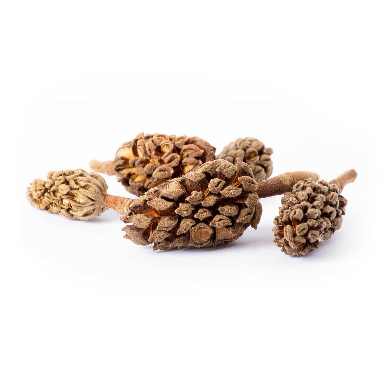 Gal&aacute;pagos Magnolia Seed Pods, Natural, 5Pk Header Bag