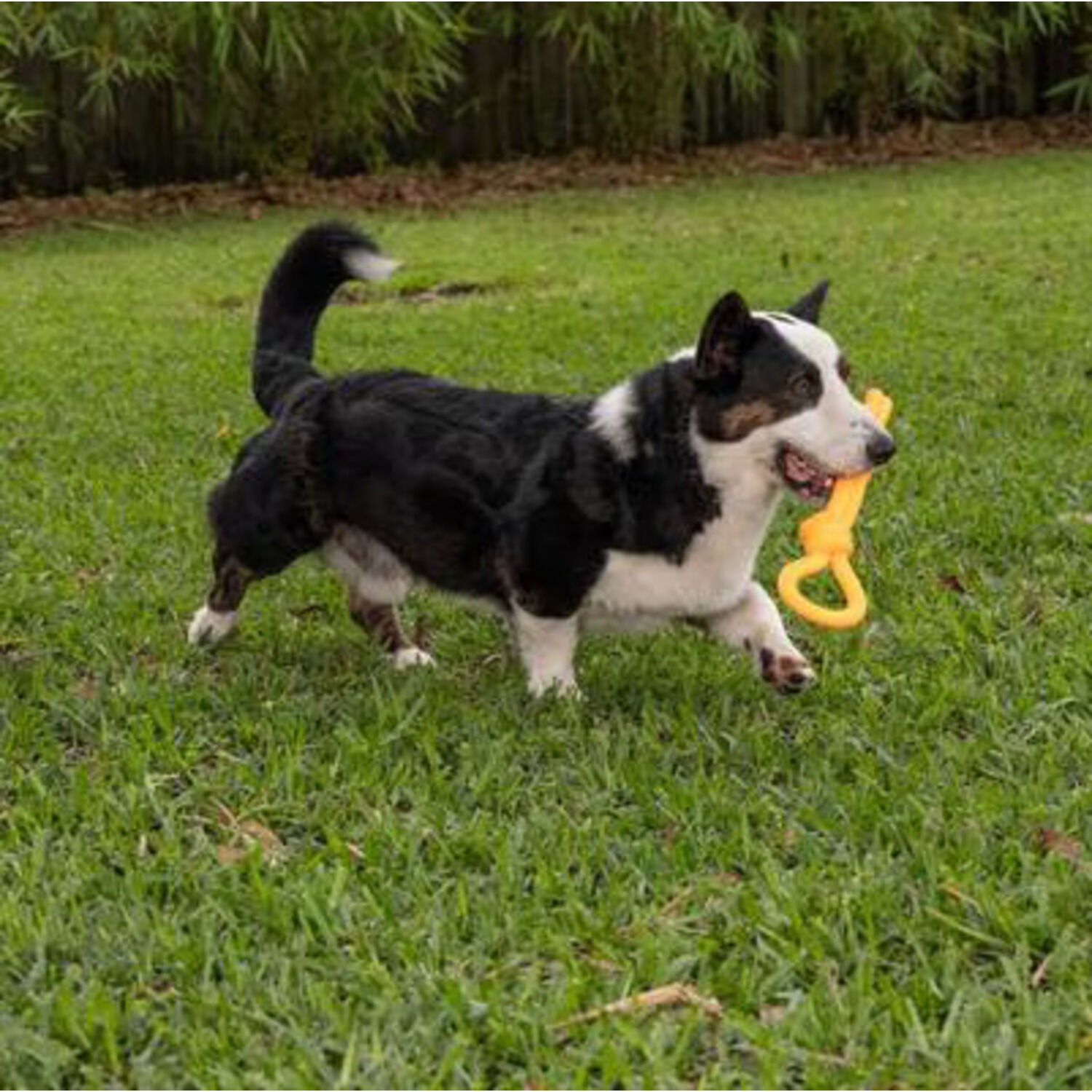 Chews Hues Loop & Knot Tpr Squeaker Medium To Large Sized Dog Toy