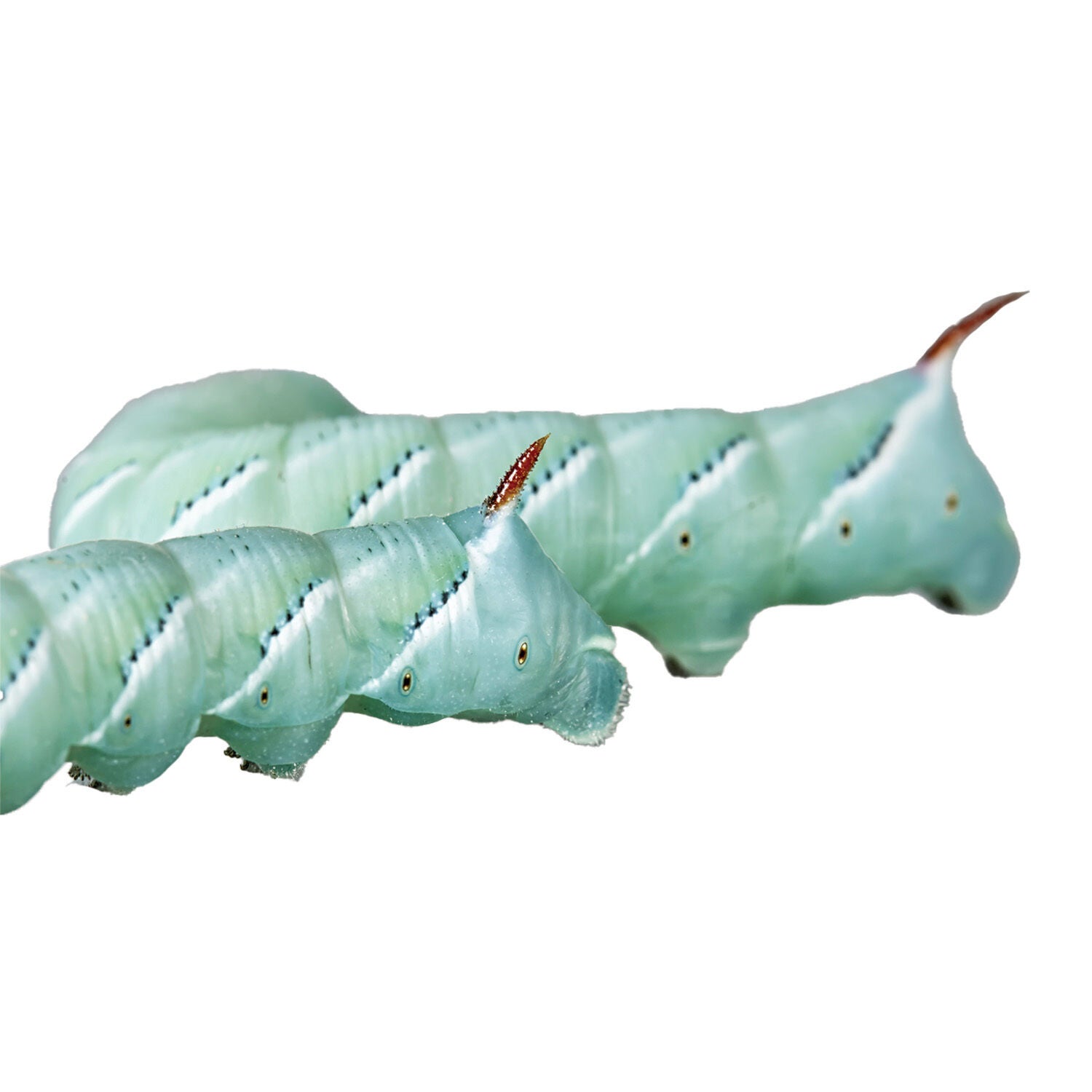 Live Hornworms