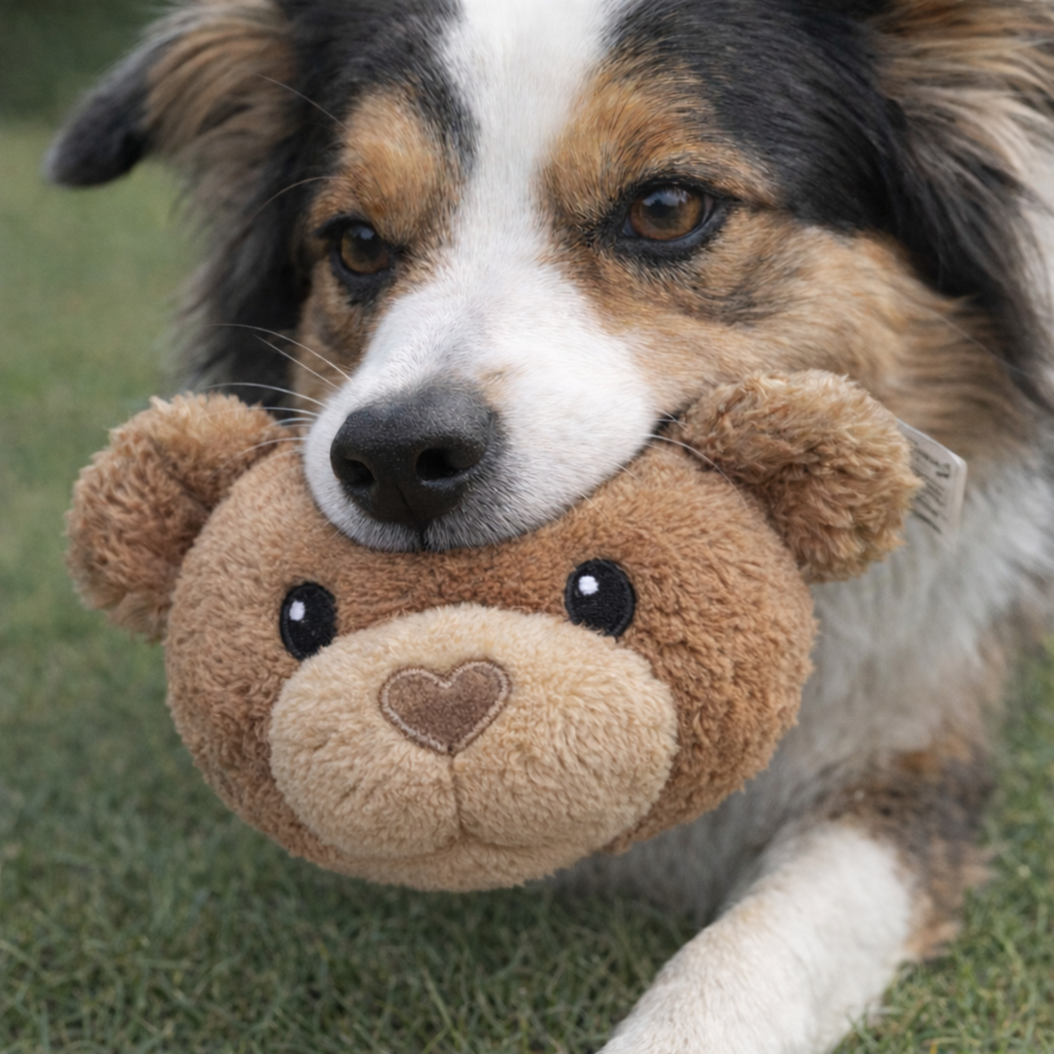 Pet Supermarket Charity Bear A Heart For Every Paw Plush Squeaky Dog Toy, 6.5" - Tan