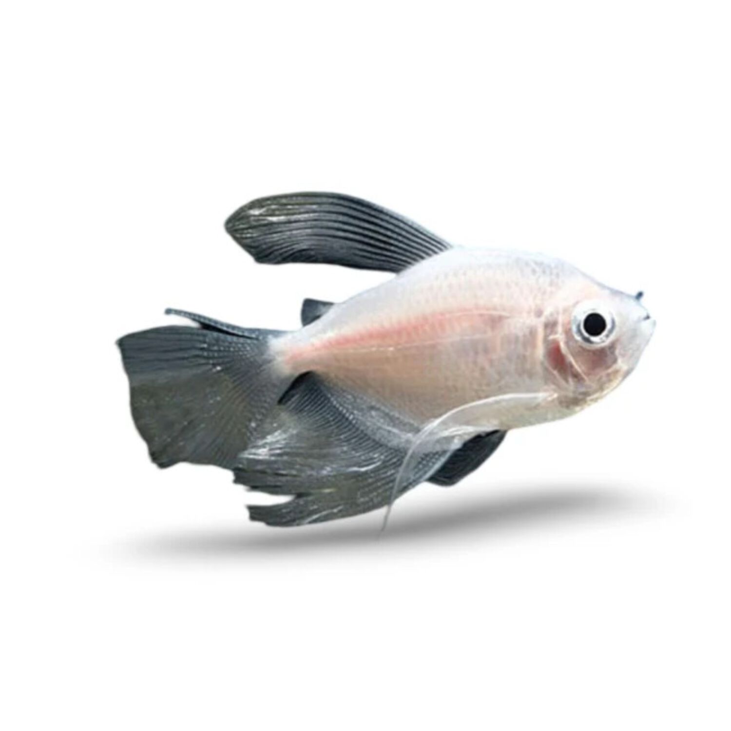 Longfin White Skirt Tetra - Regular