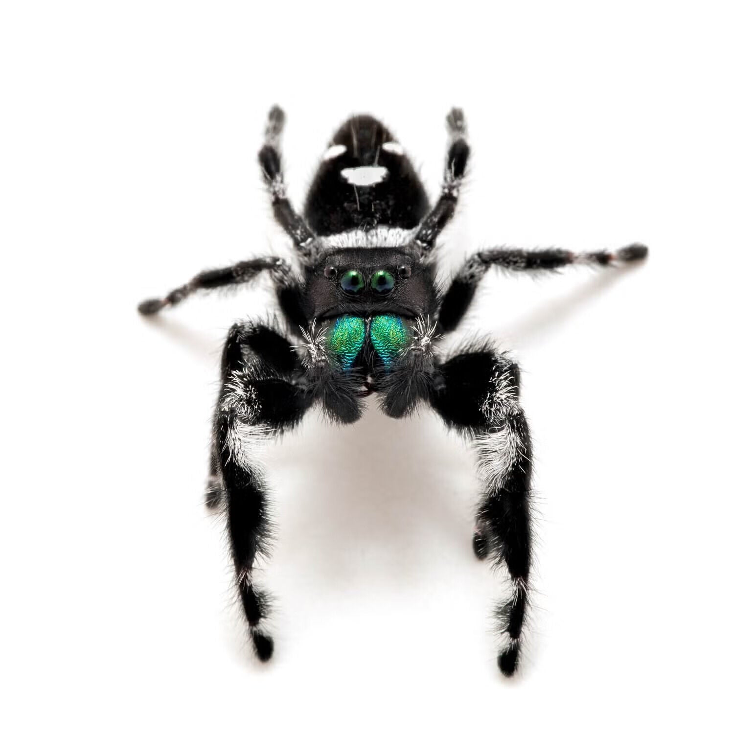 Jumping Spider