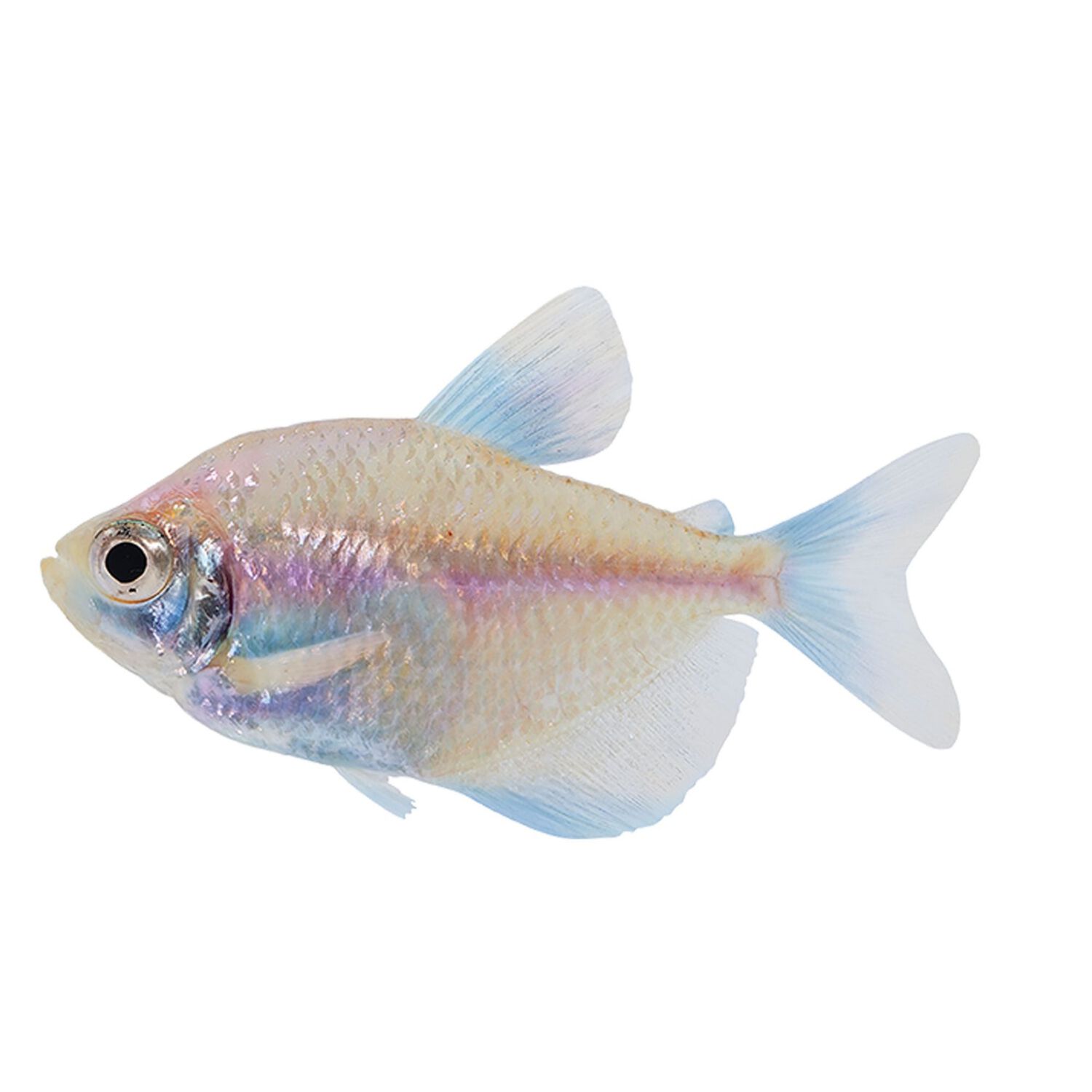 Diamond Tetra Regular
