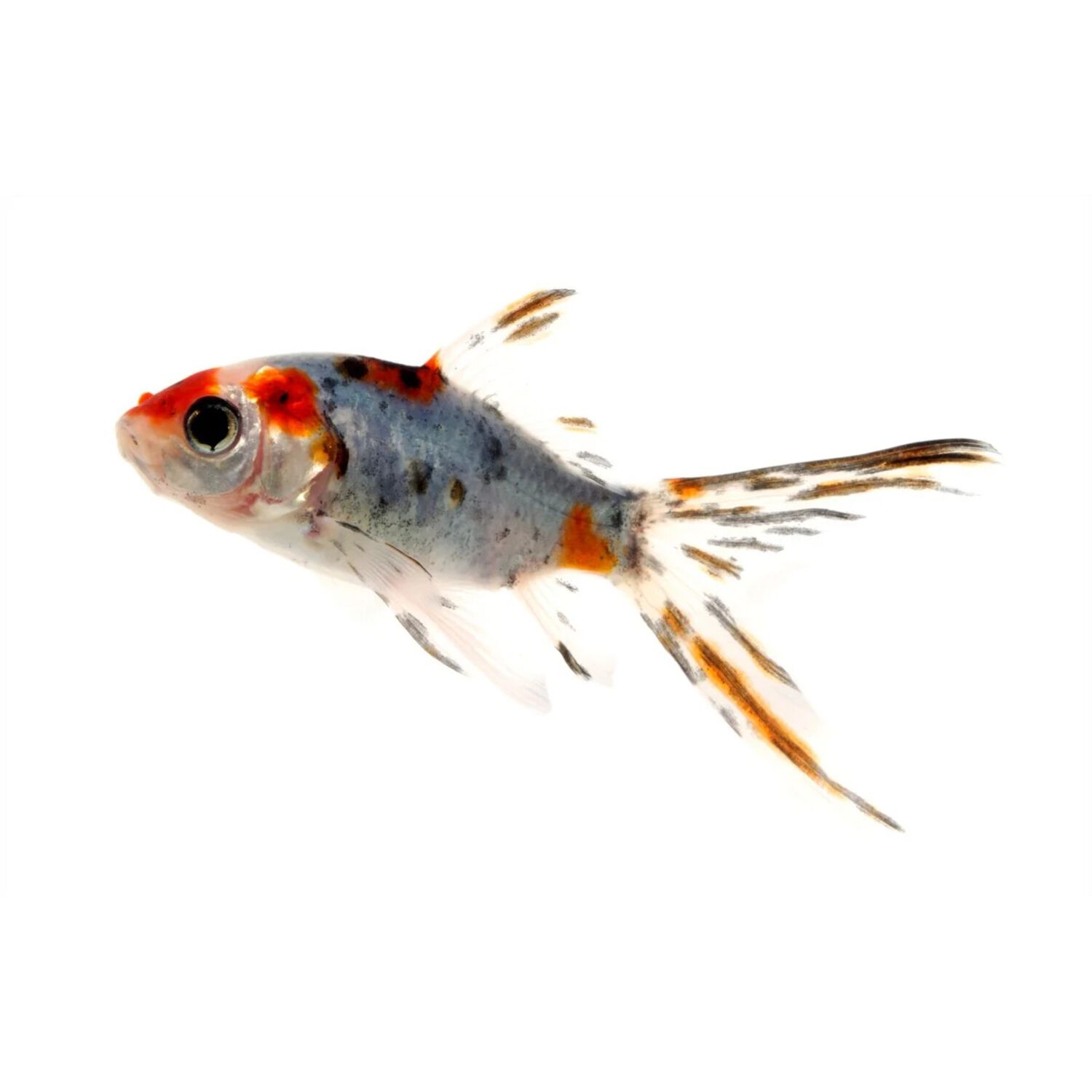 Calico Shubunkin Goldfish - Medium/Small