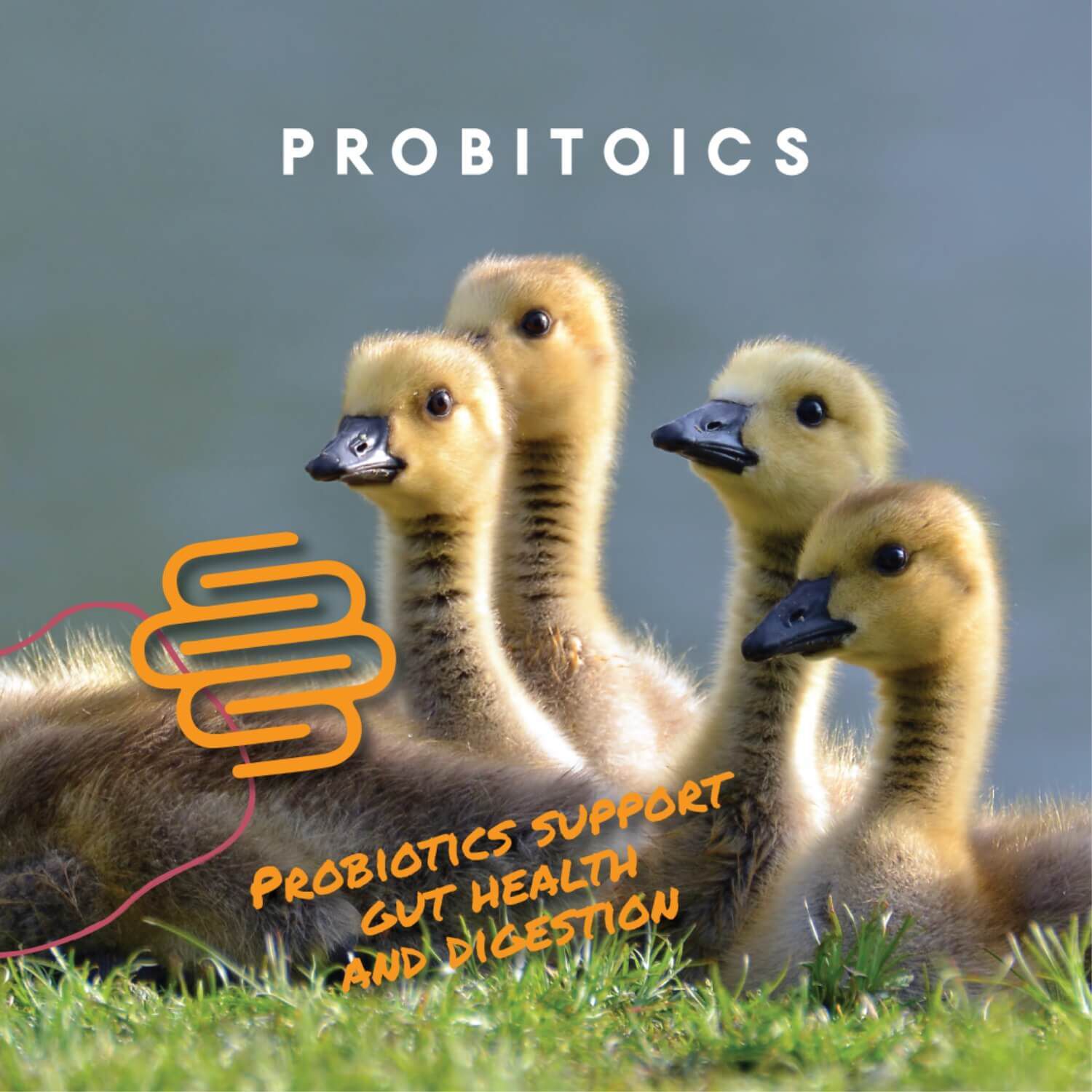 Manna Pro Duckling & Gosling Starter Grower Food