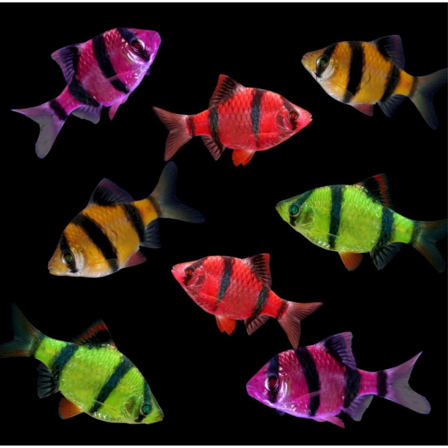Pet supermarket live hotsell fish