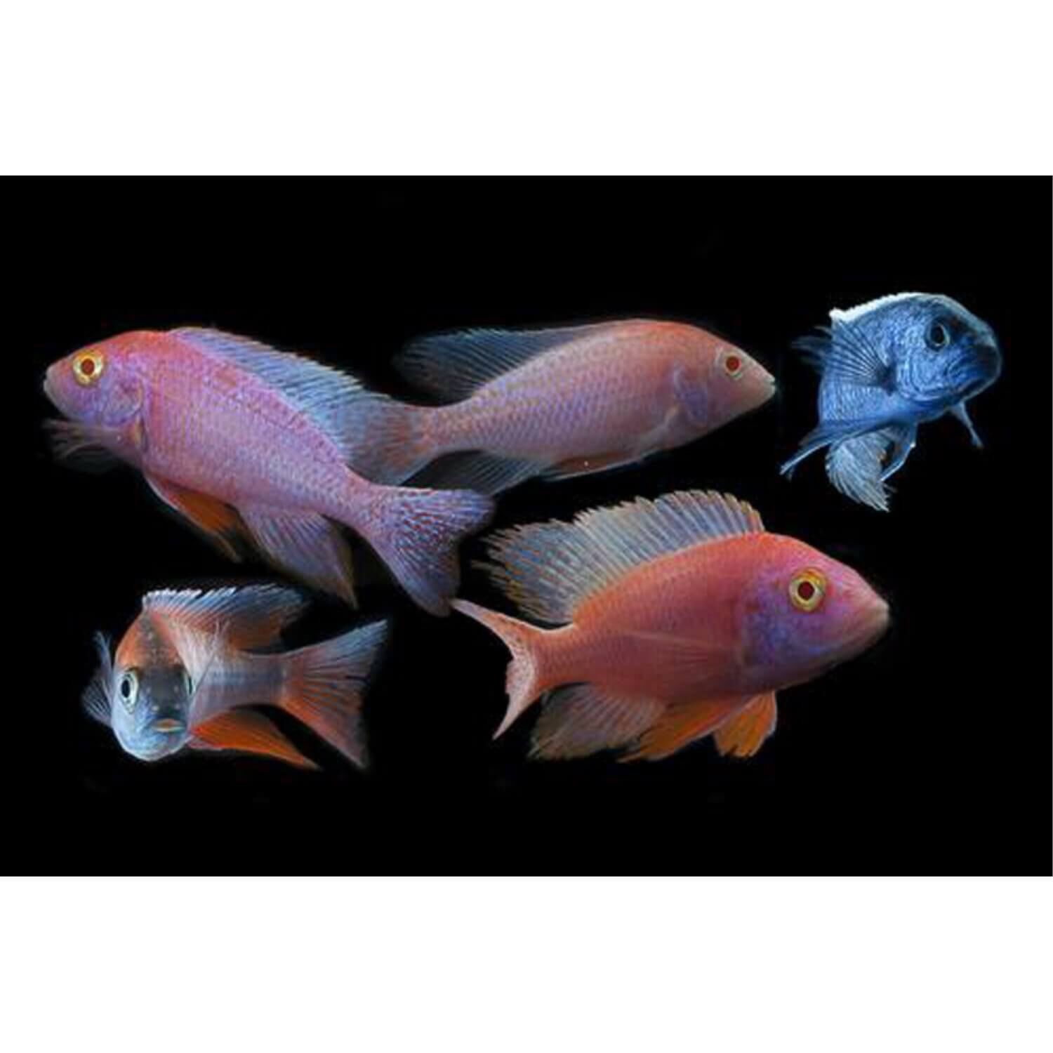 Assorted Aulonocara Peacock Cichlid Large