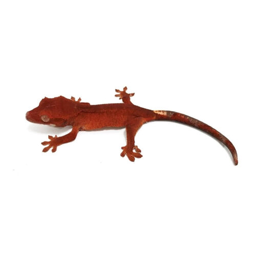 Baby Fancy Crested Gecko