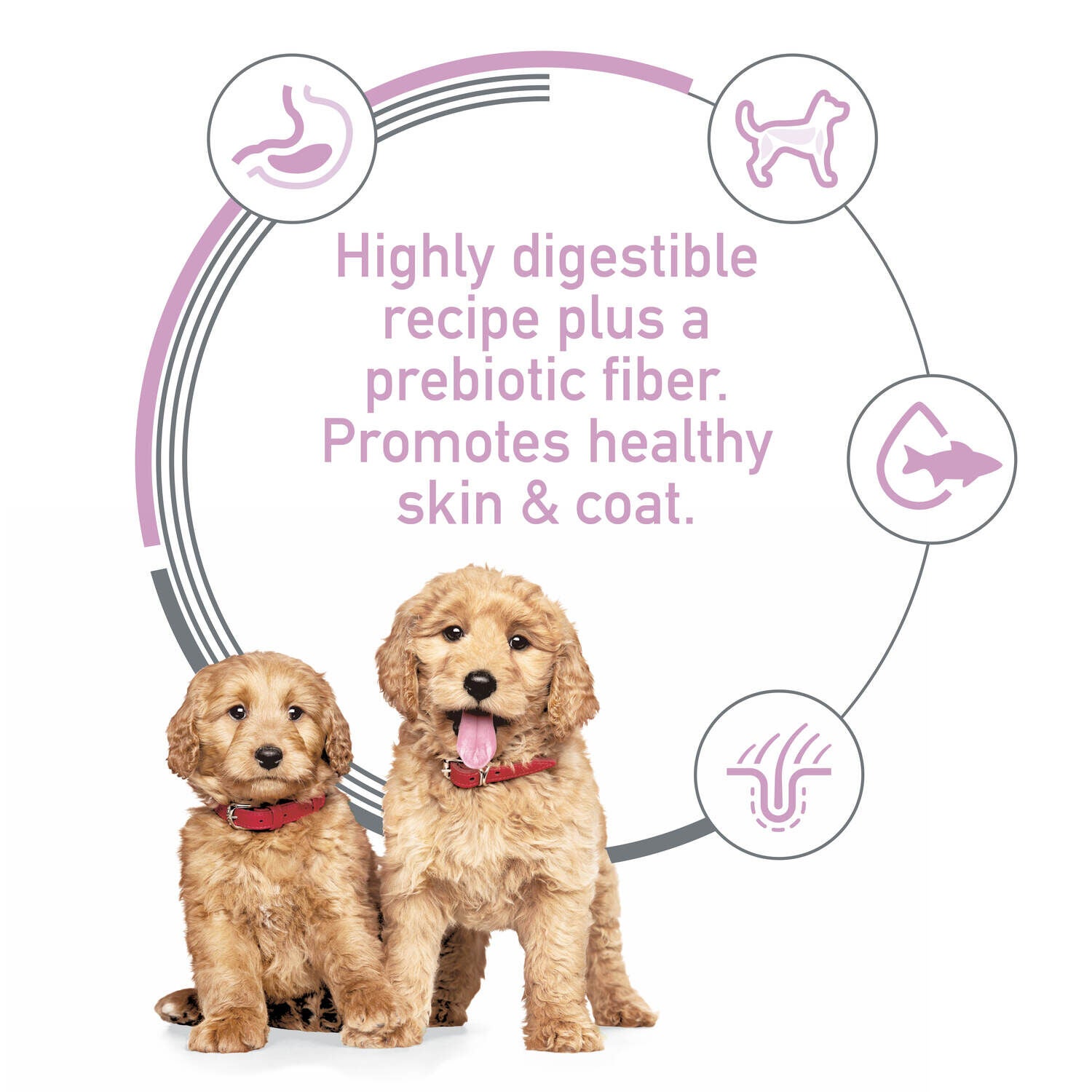 Hill's Science Diet Puppy Sensitive Stomach & Skin Salmon & Vegetable Stew Wet Dog Food, 12.5-Oz.