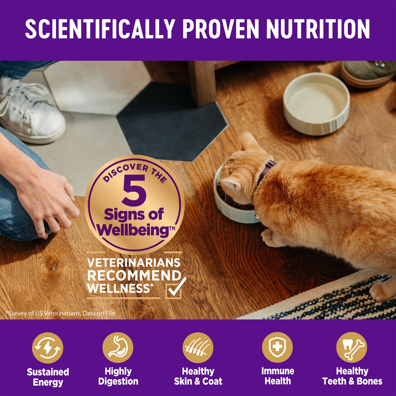 Wellness Complete Health Adult Dry Cat Food For Indoor Cats, Grain-Free, Natural, Chicken & Chicken Meal, 5.5-Pound Bag