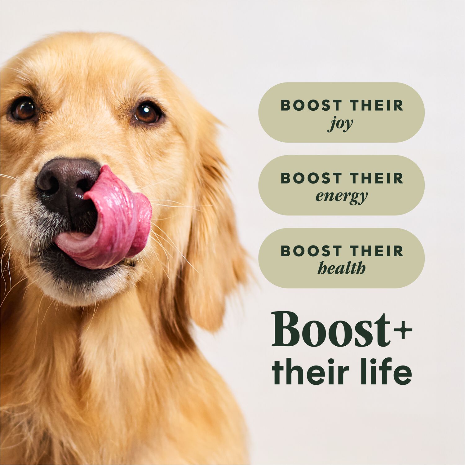 Instinct Raw Boost Gut Health Adult Dry Dog Food, Grain-Free Chicken Recipe, 3.5-Lb
