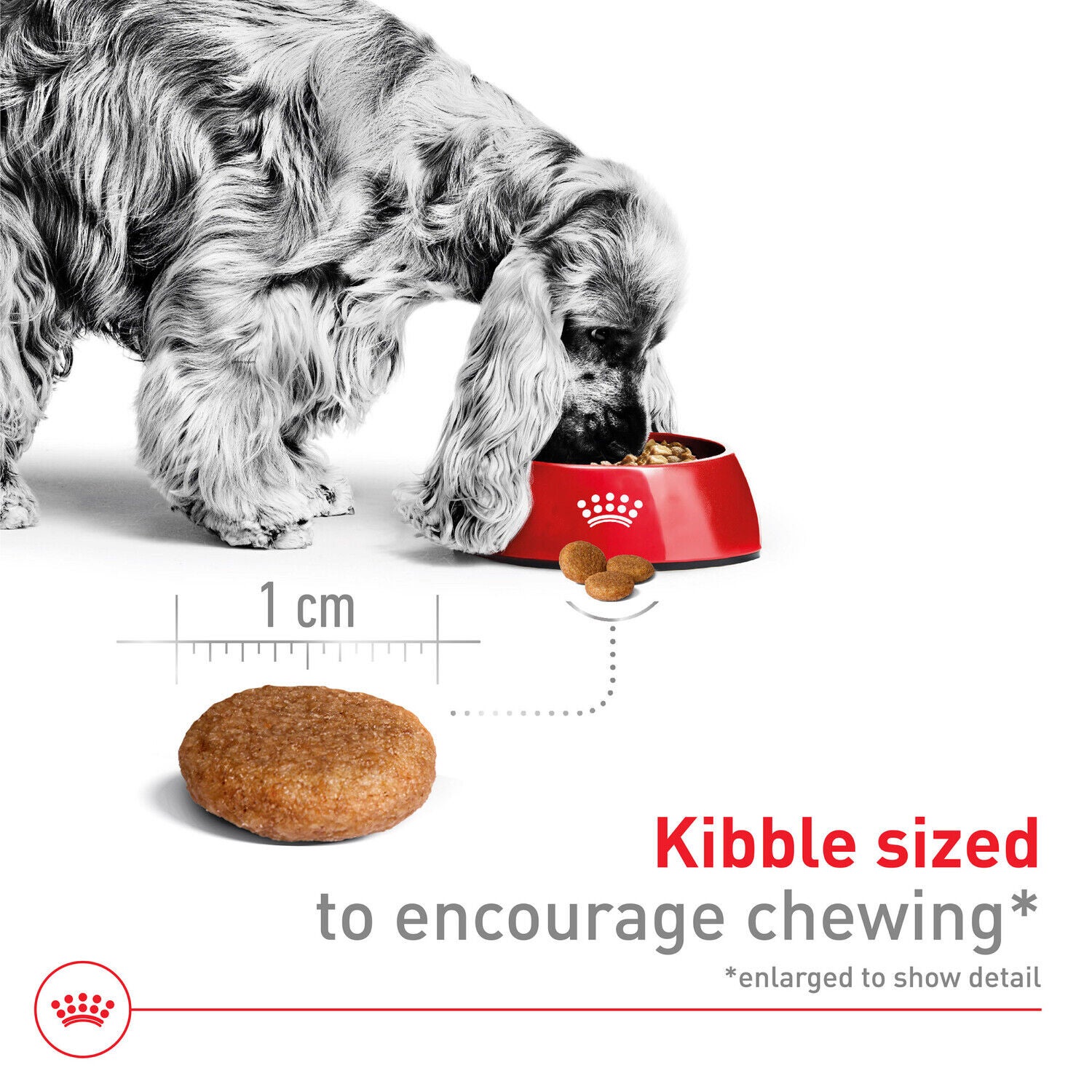 Royal Canin Size Health Nutrition Medium Adult Dry Dog Food, 4Lb