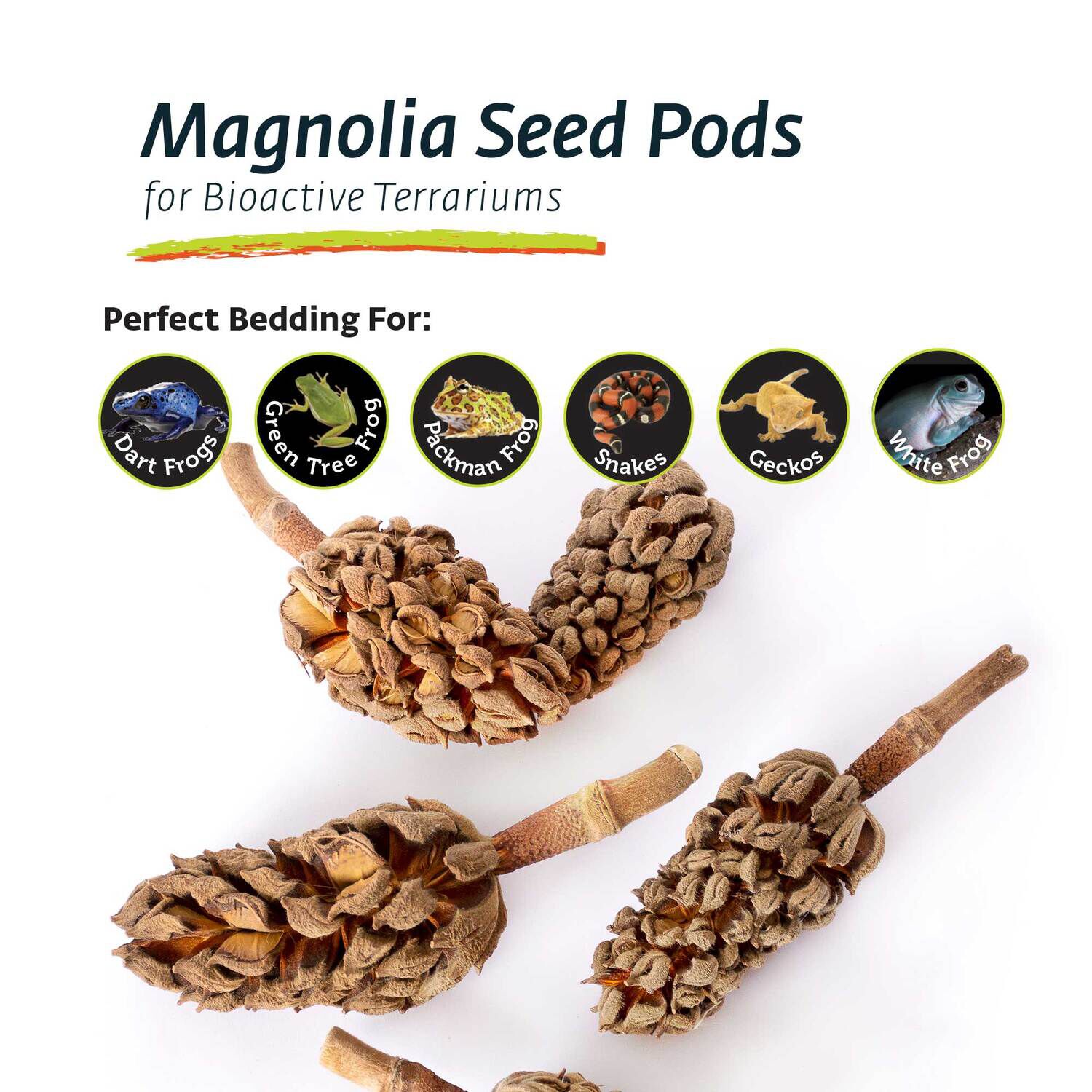 Gal&aacute;pagos Magnolia Seed Pods, Natural, 5Pk Header Bag