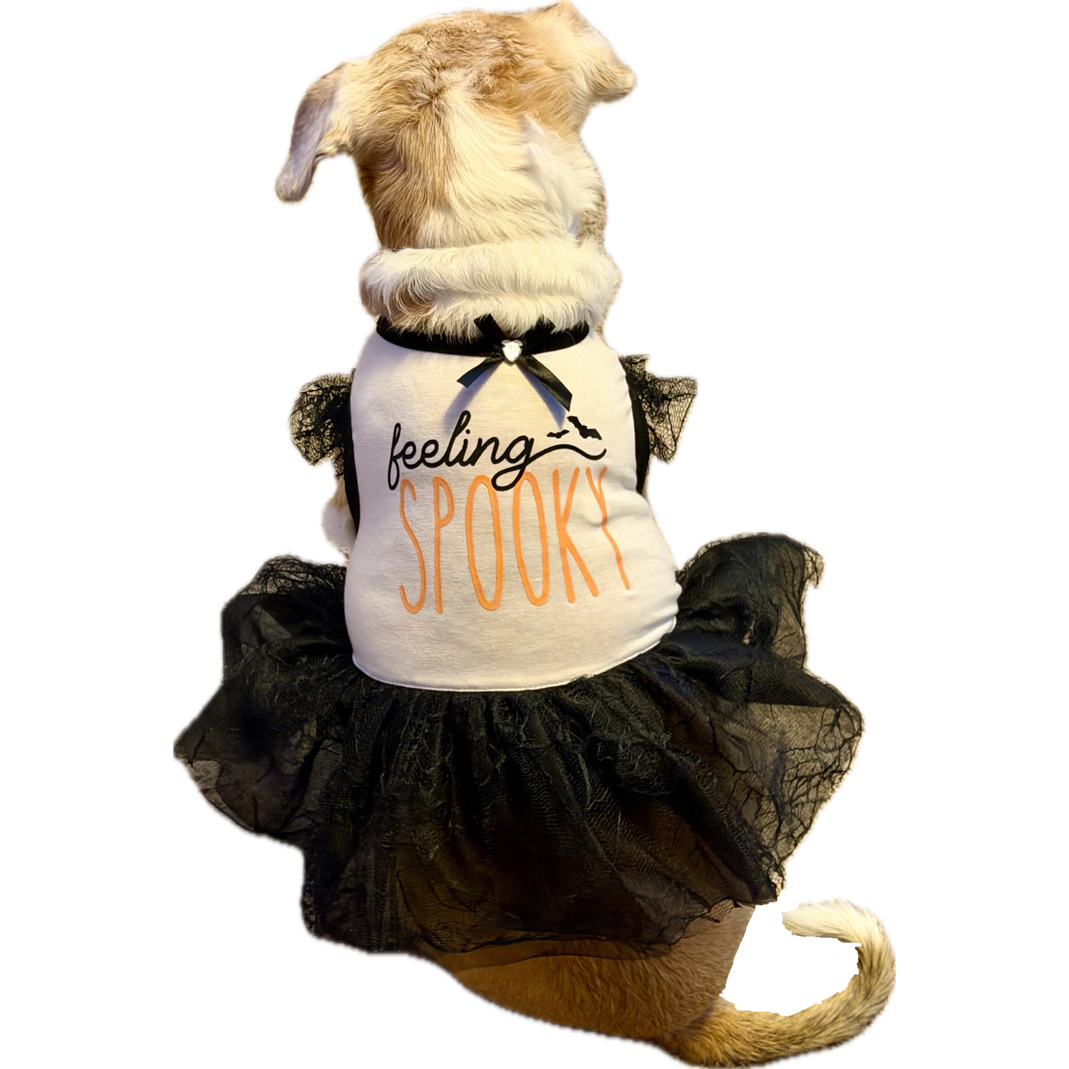 Aristopet Feeling Spooky Halloween Dog Dress, Black