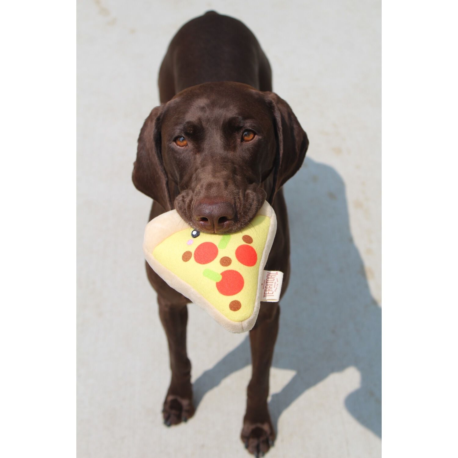 Territory Pizza With Squeaker Dog Toy, 6"