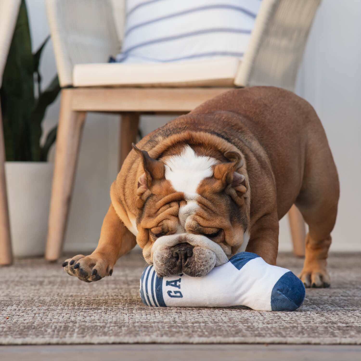 Gap Sock Water Bottle Cruncher Dog Toy 1ea Pet Supermarket