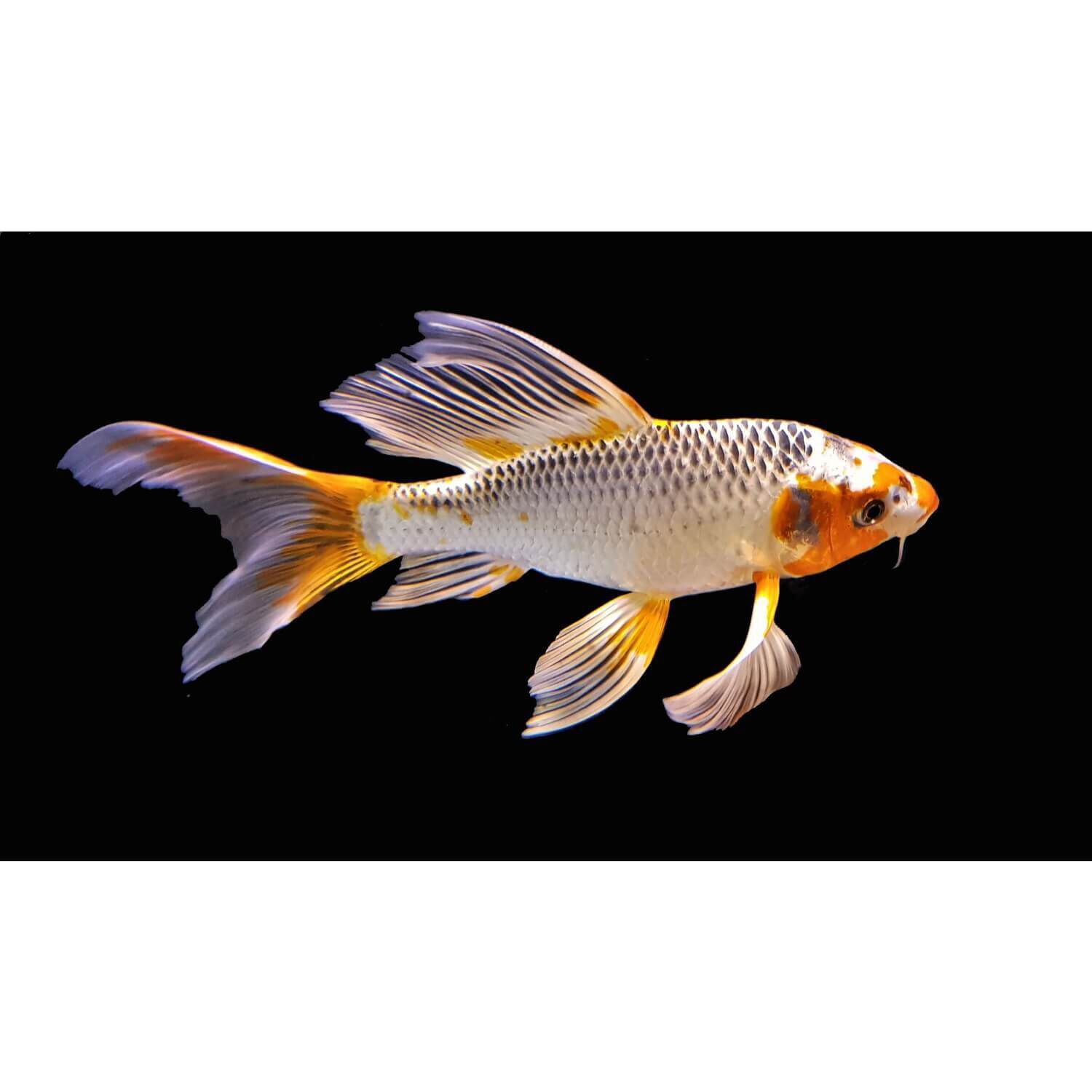 Butterfly Koi 3-4" Regular