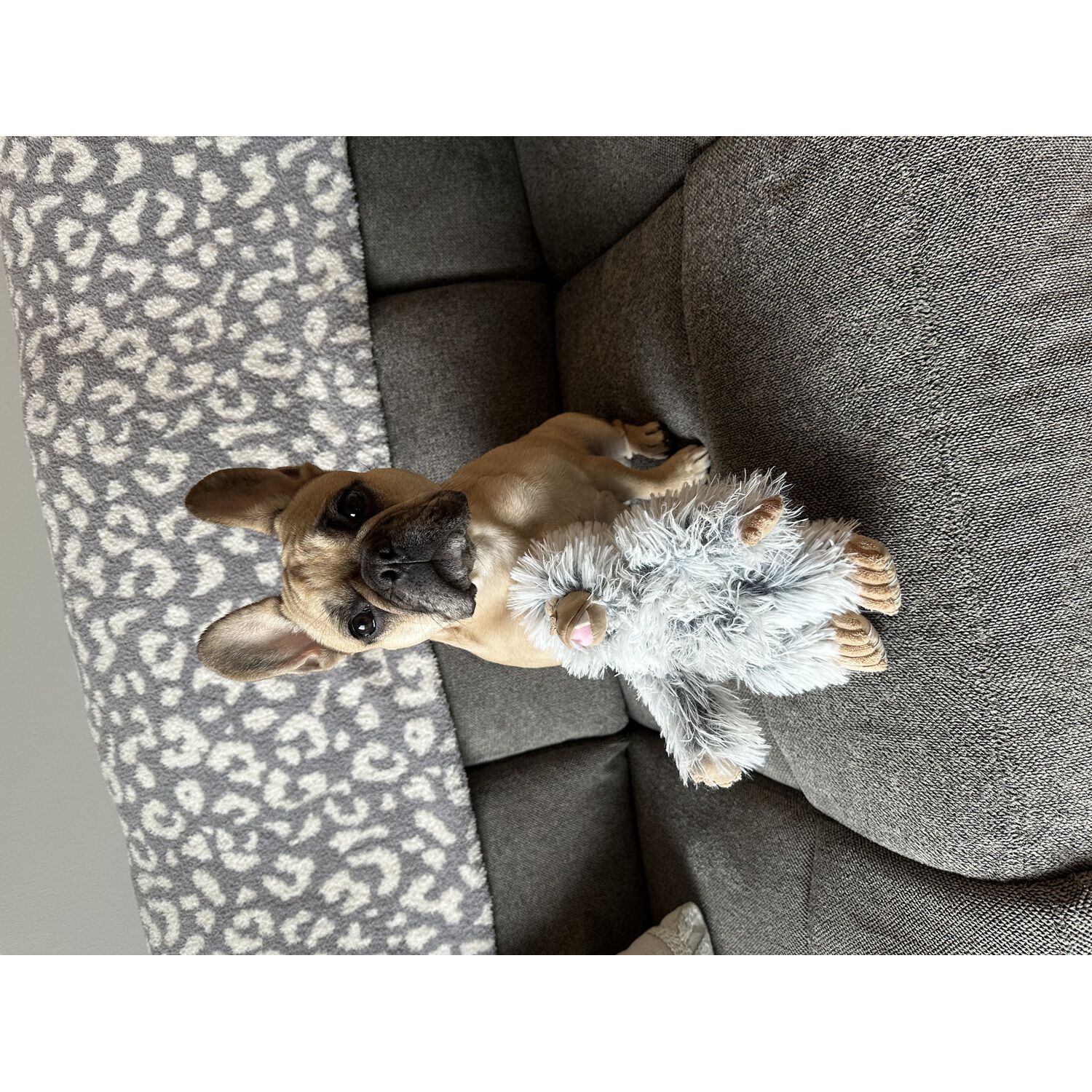 Tall Tails Mini Yeti With Squaker Dog Toy